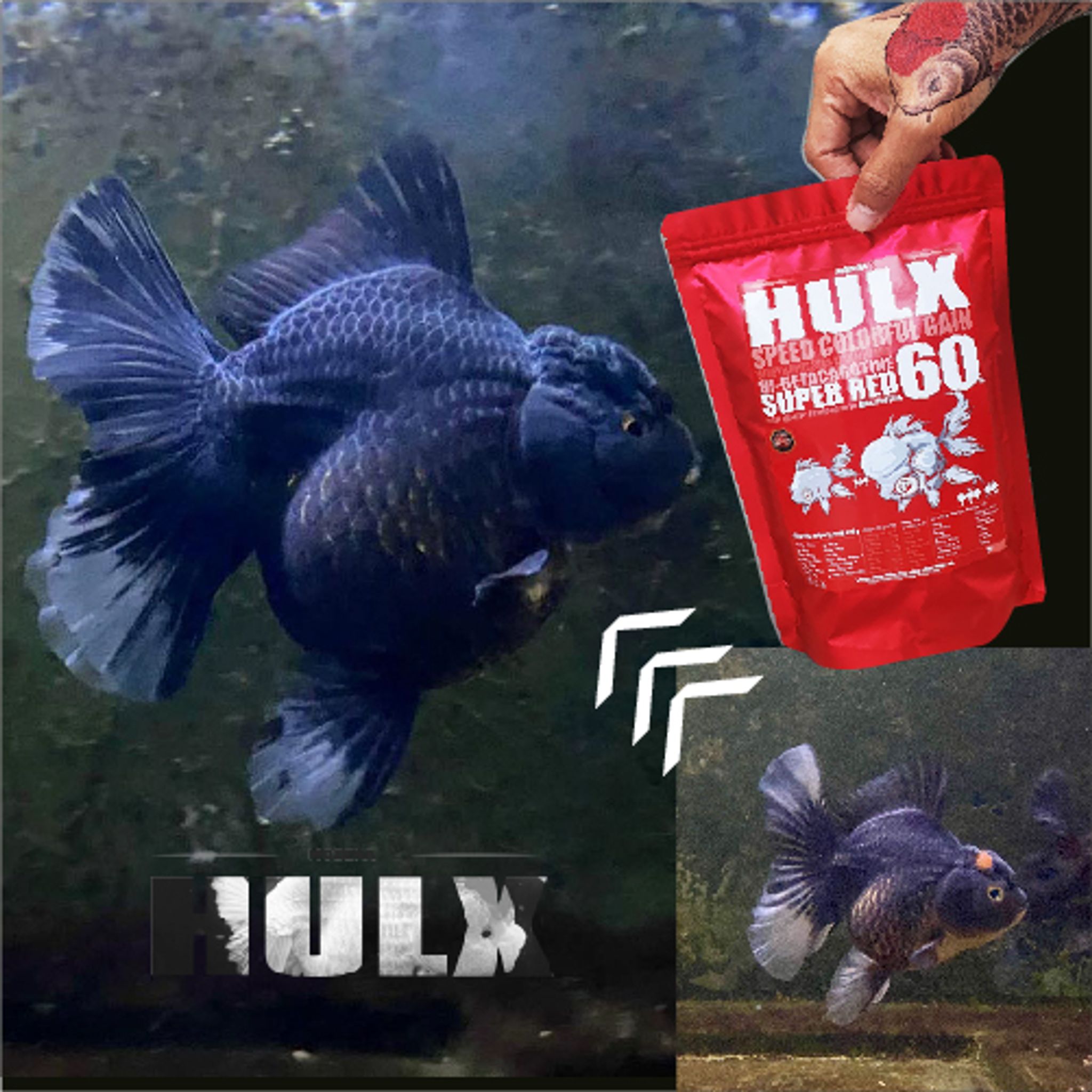 HULX RED Goldfish Food For Huge & Colorful Gain, Mussel & Whey & Vitamin Mix Super Red 60 + Astaxanthin 6%