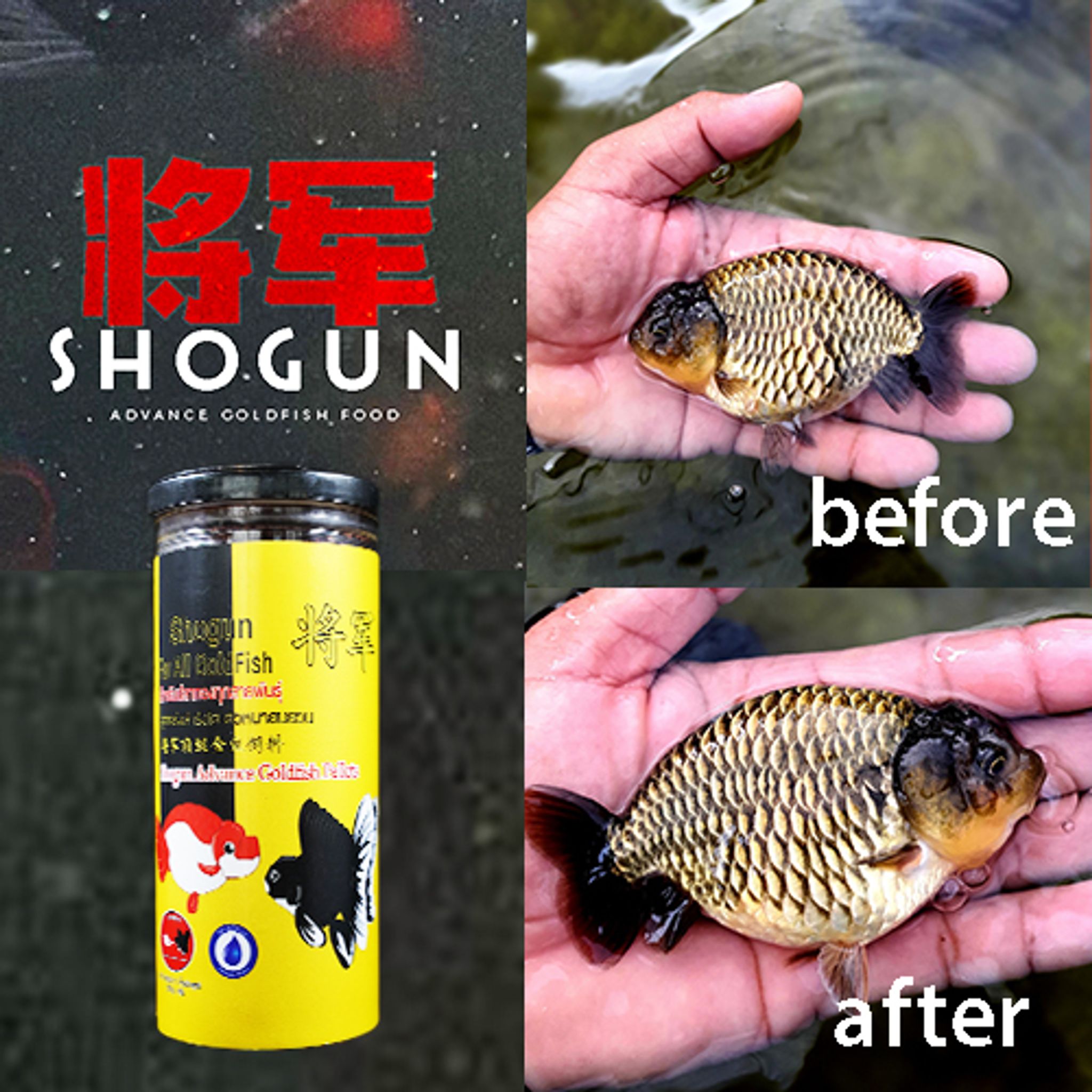 SHOGUN Advance Goldfish Pellets Sinking Yellow Bottle Rush-To-Growth Formula 270g SSS Pellet Size