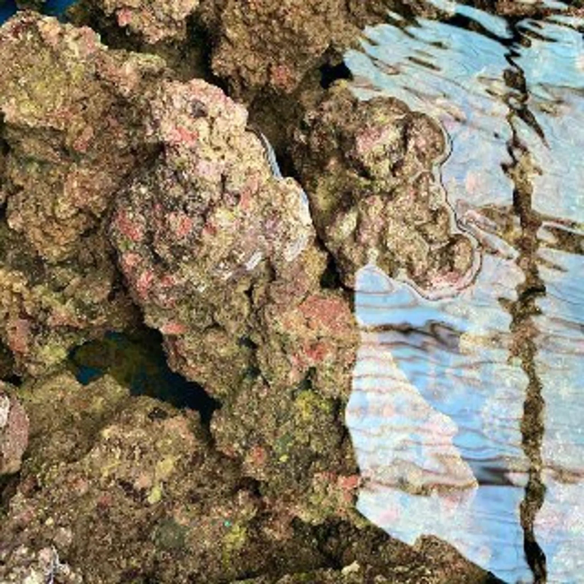 Fiji Cultured Live Rock