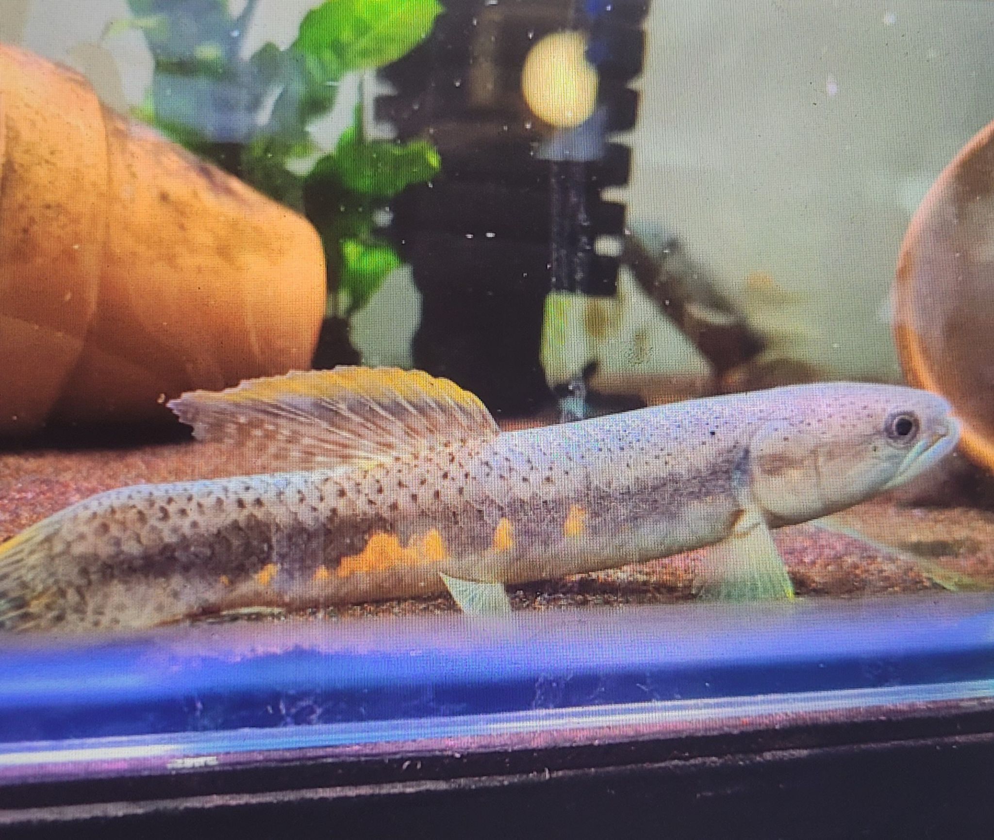 Erythrinus Erythrinus