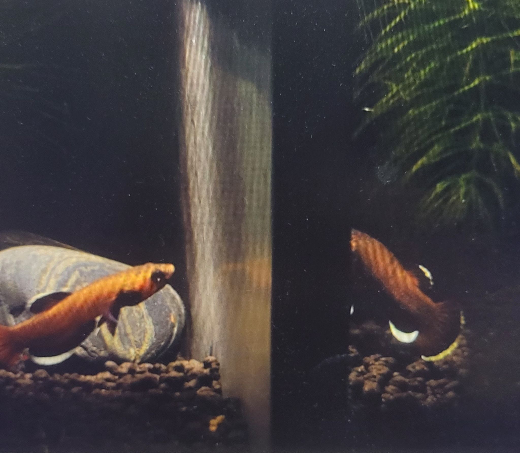Betta Albimarginata
