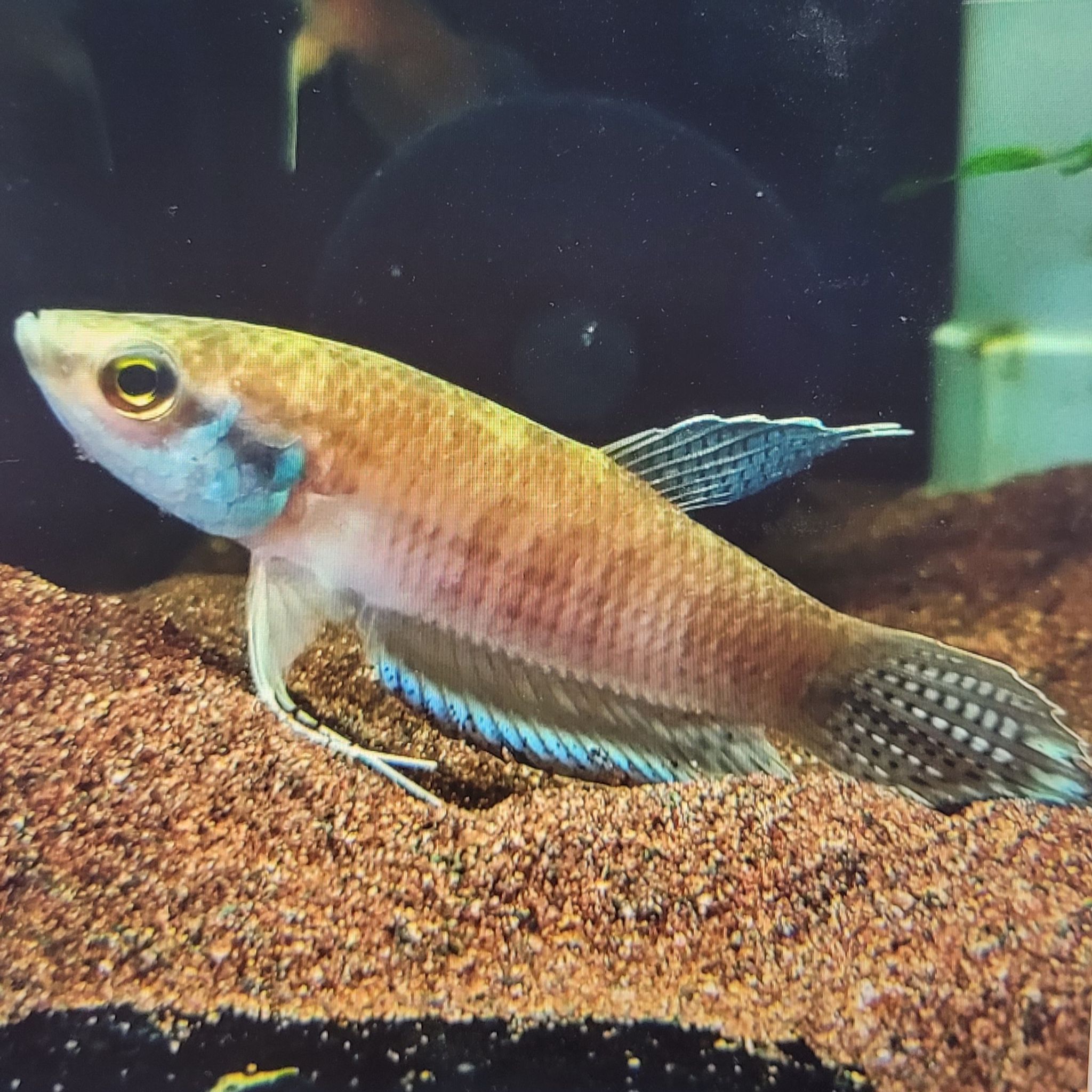 Betta Enisae