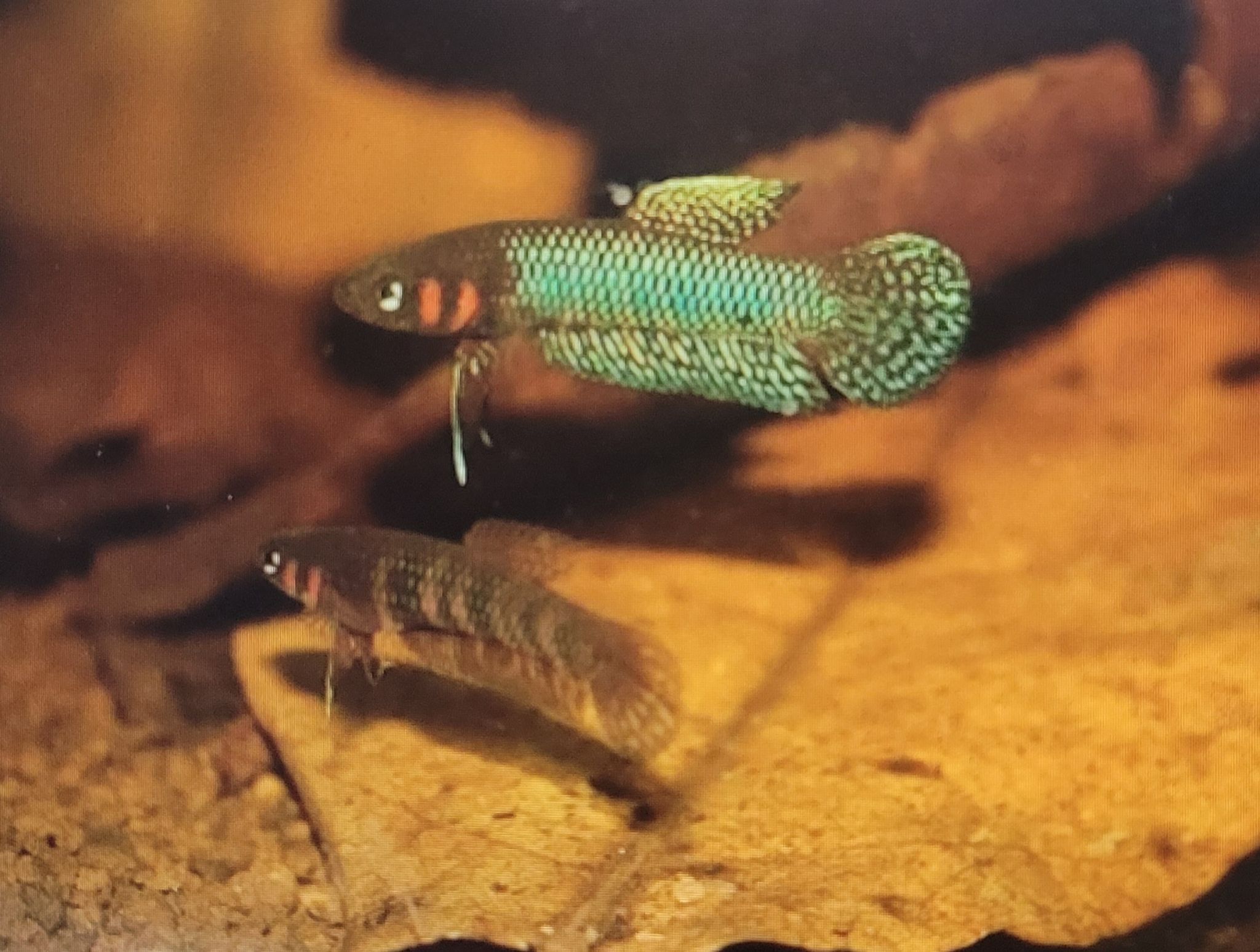 Betta Hendra