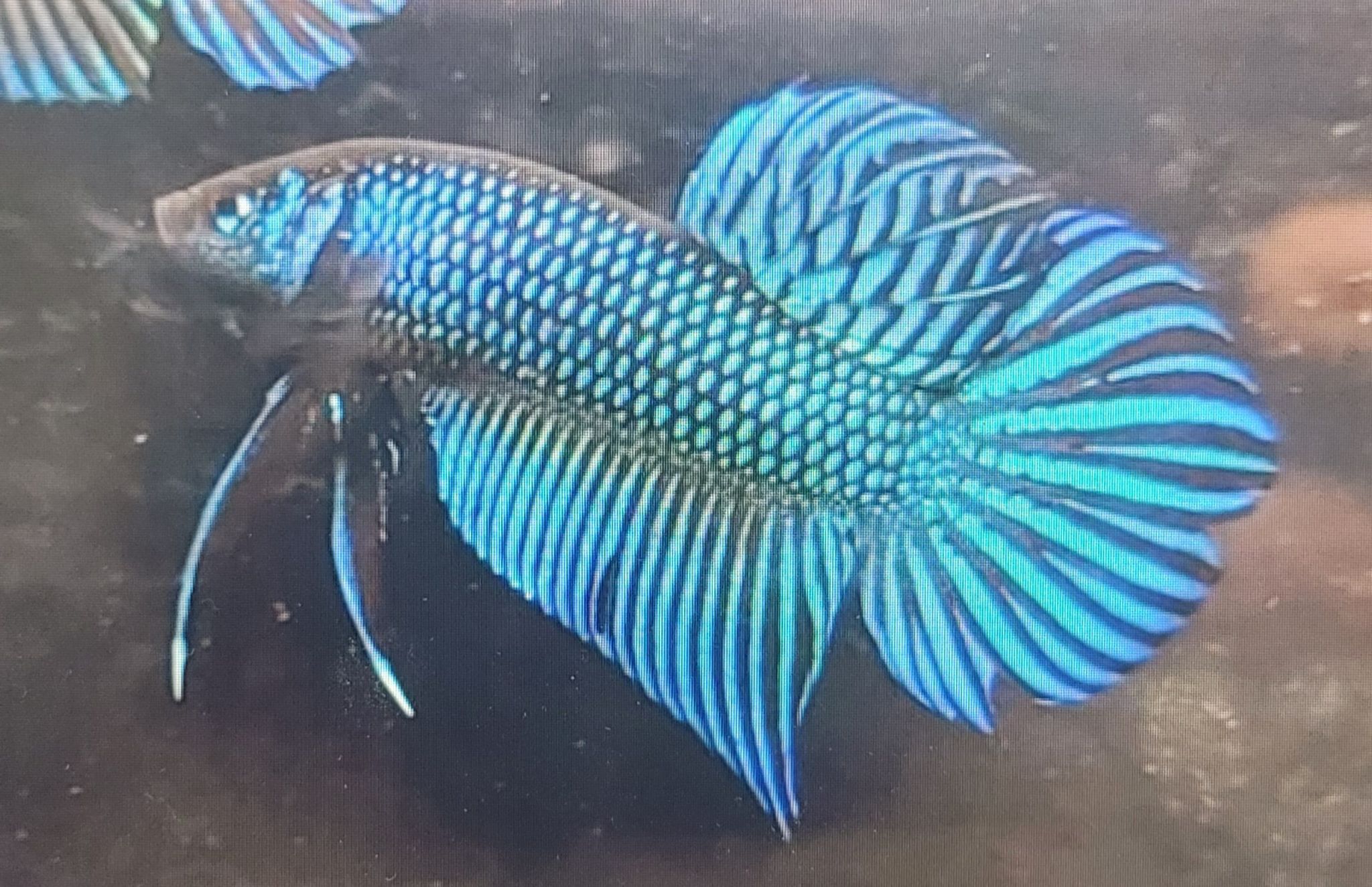 Betta Mahachaiensis
