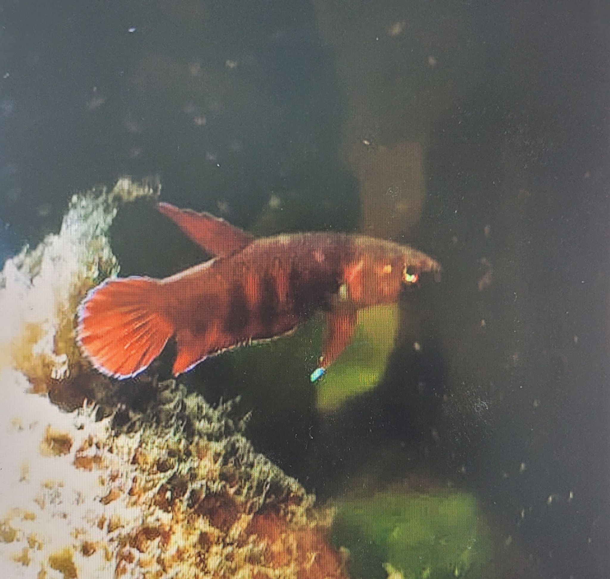 Betta Rubra