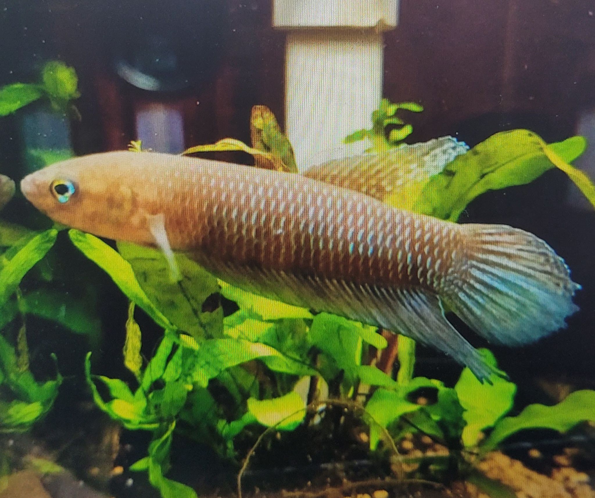 Betta Simorum