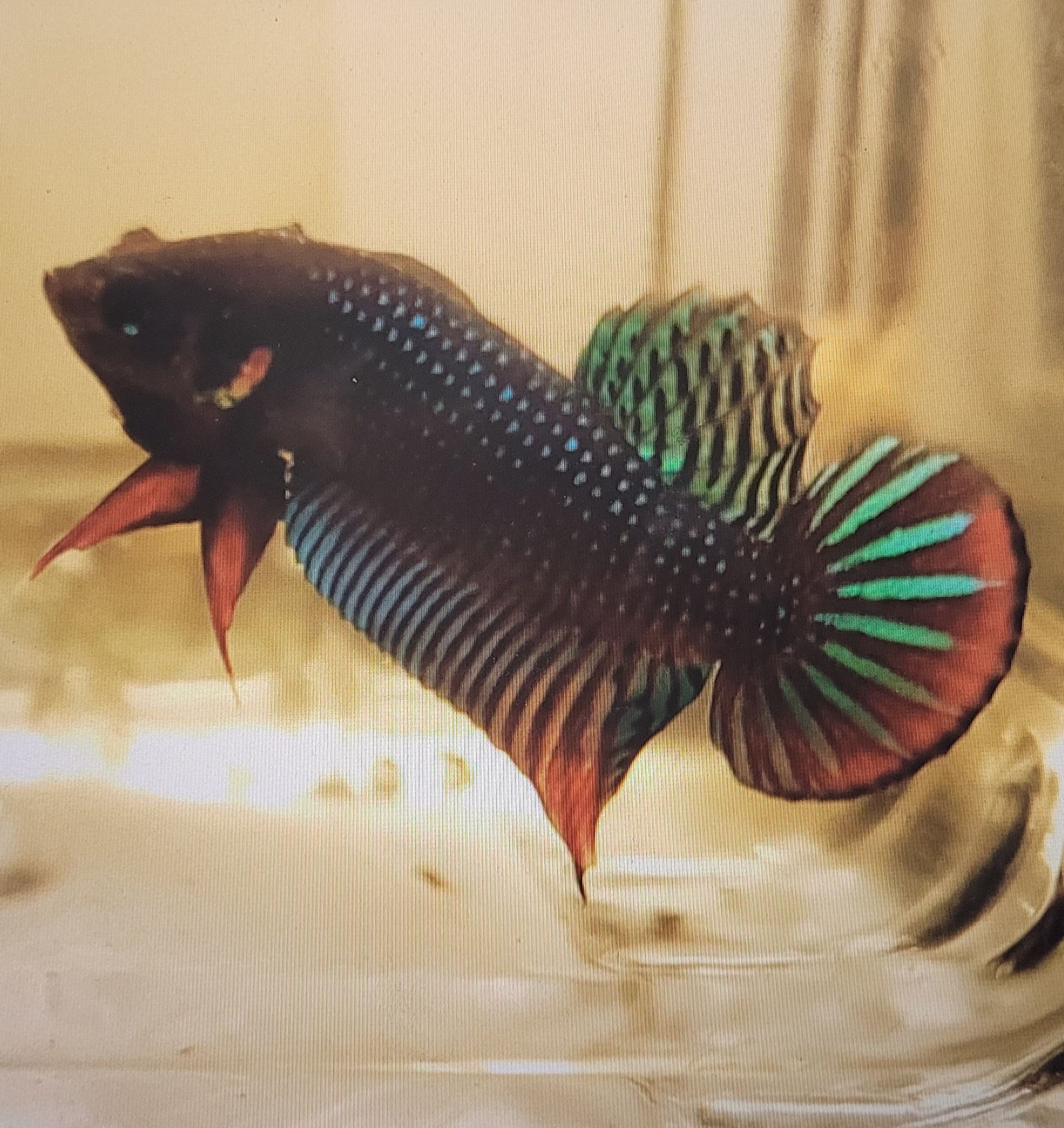 Betta Rutilans 'Red'