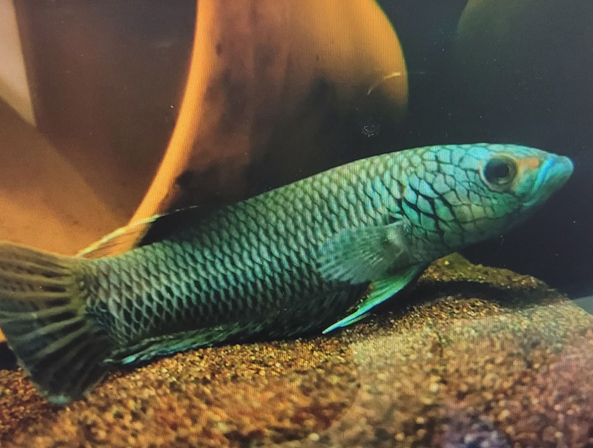 Betta sp. Antuta