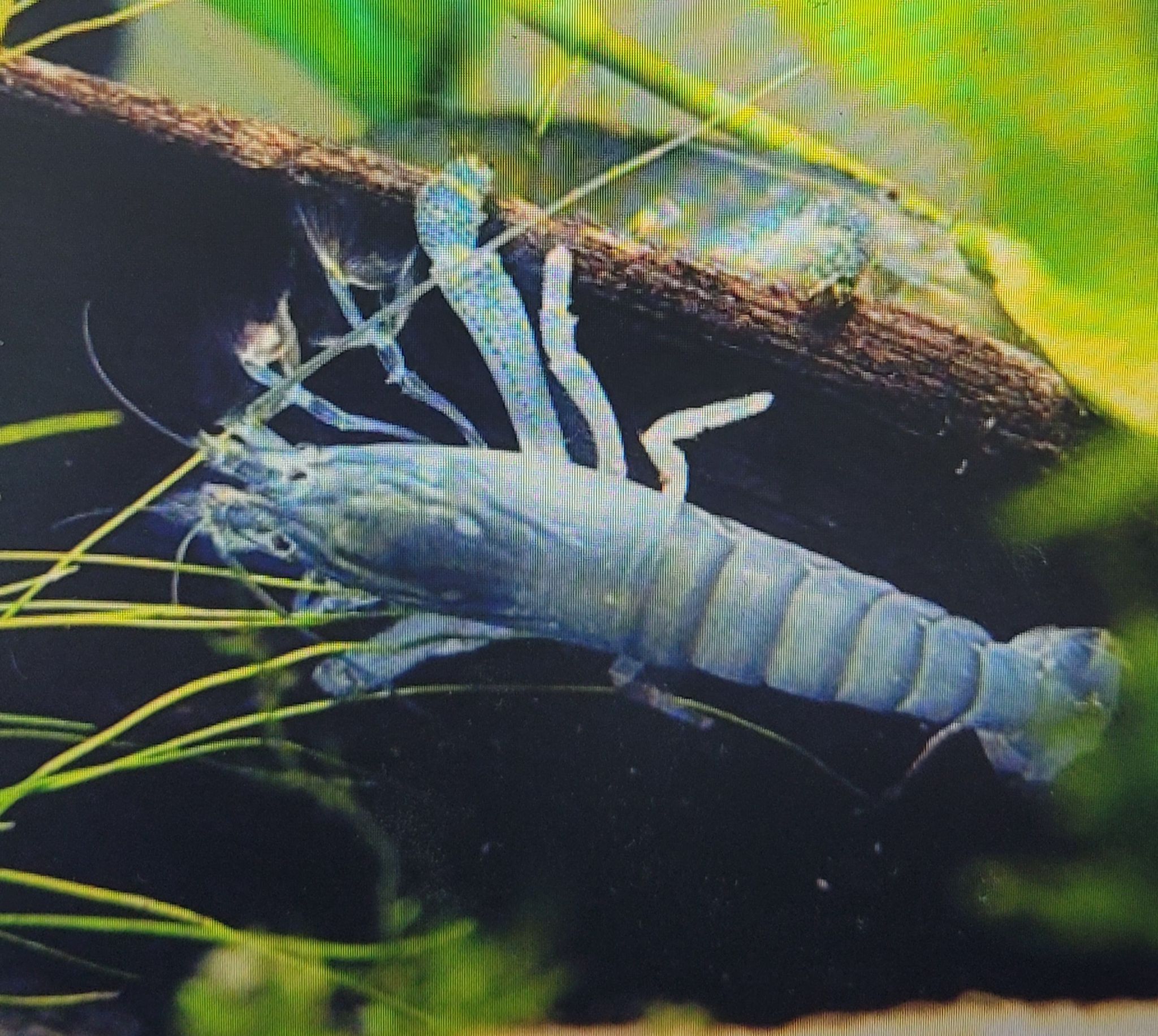 Blue Cameroon Shrimp (Atya Gabonensis)