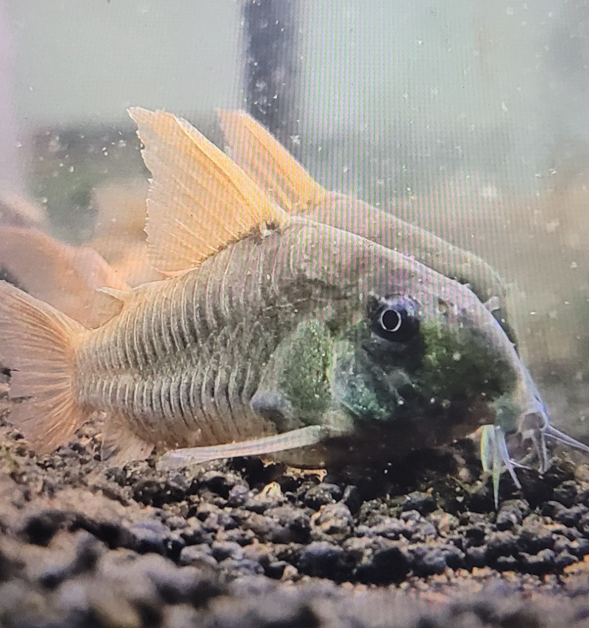 Corydoras Concolour