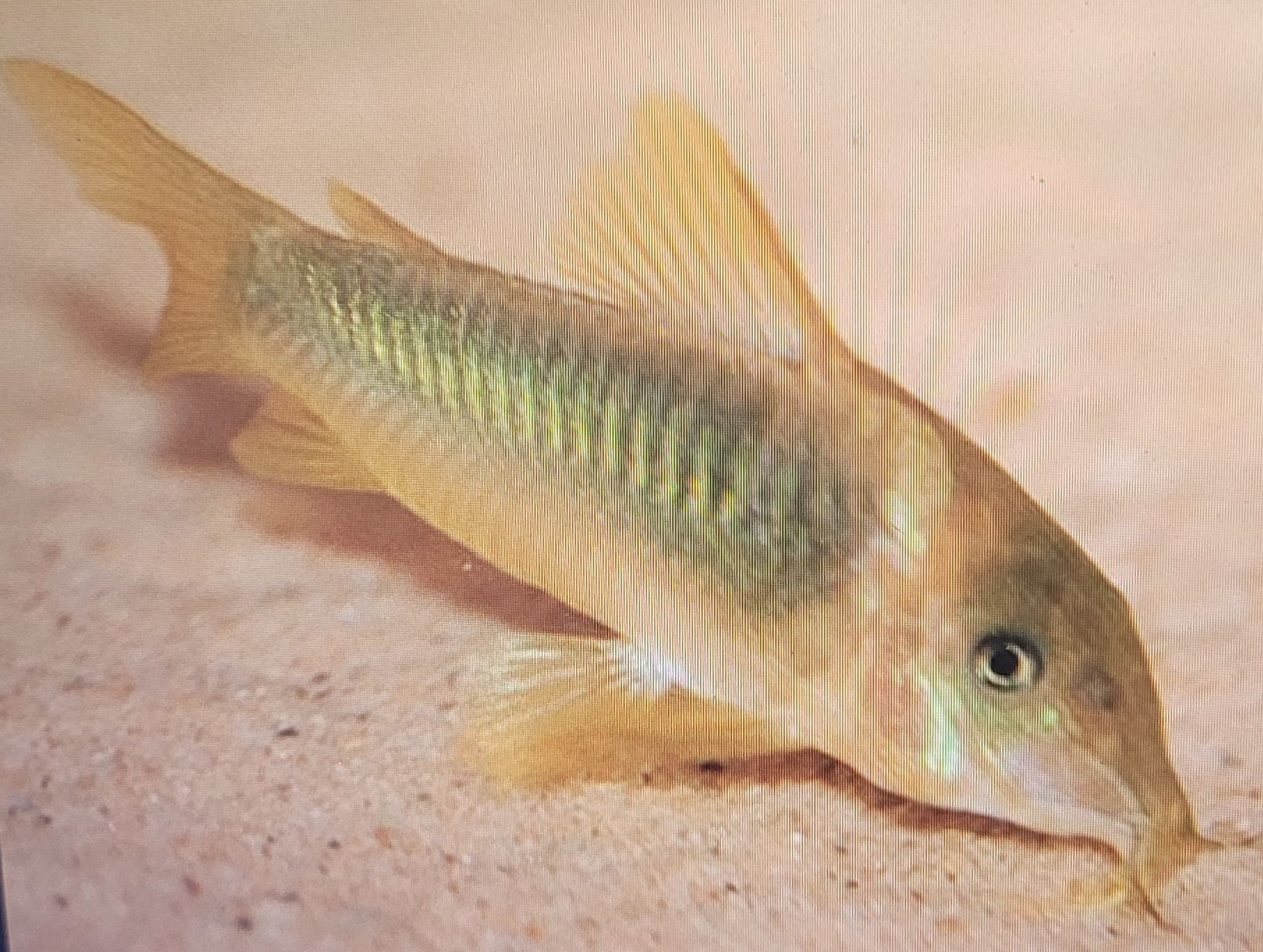 Green-gold Cory (Corydoras Melanotaenia)