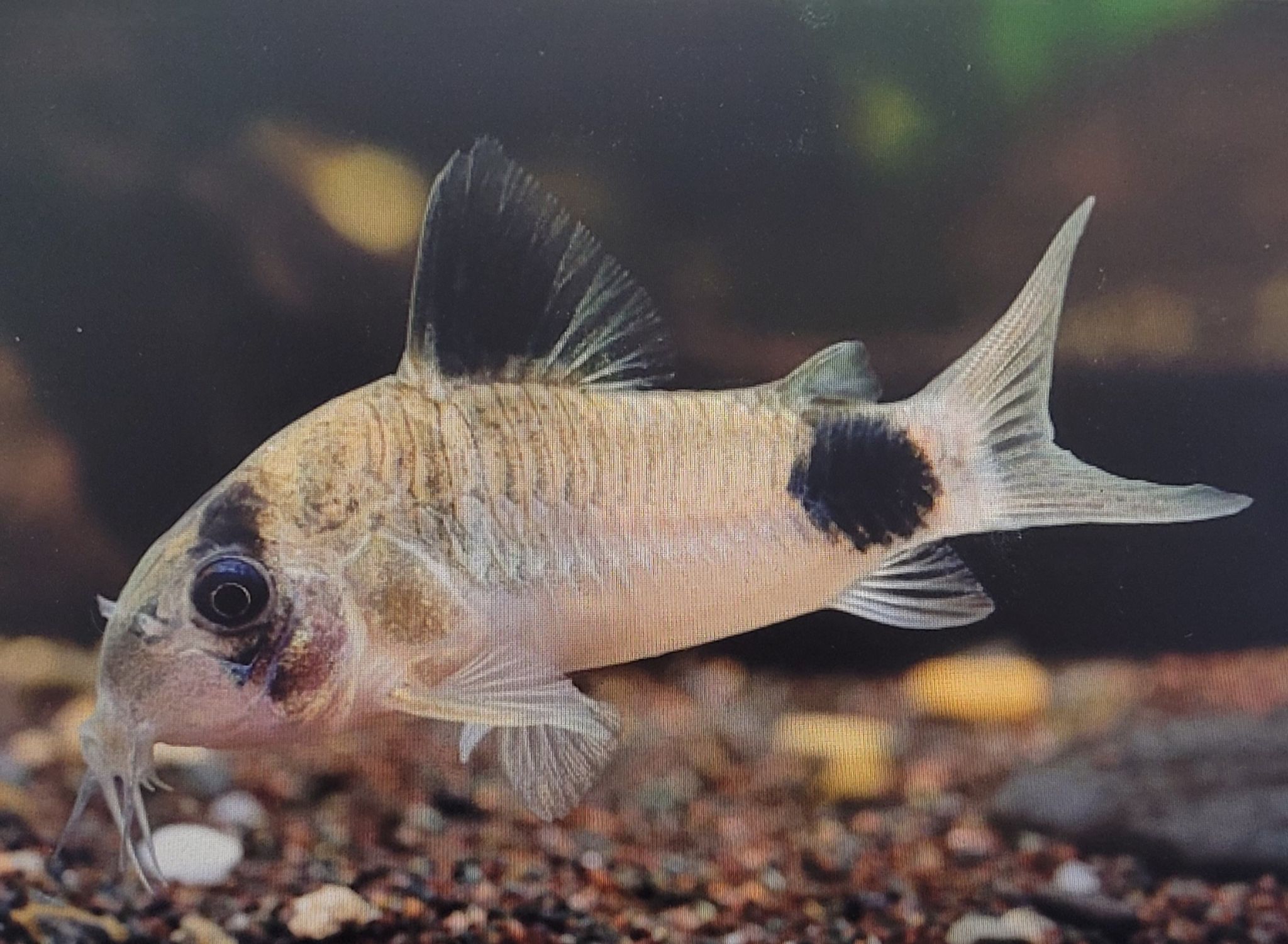 Panda Cory (Corydoras panda)