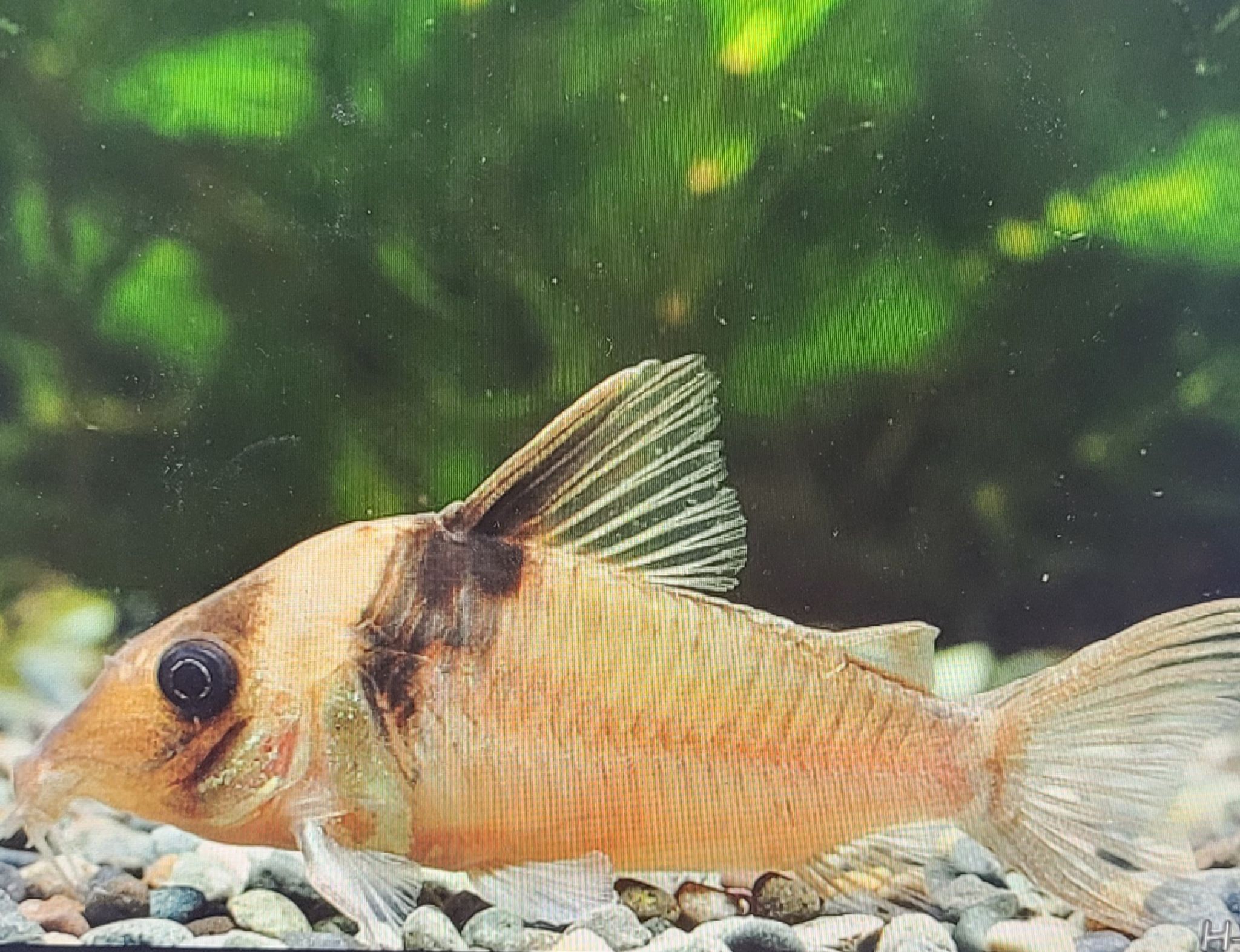 Miguelito Cory (Corydoras Virginiae C004)