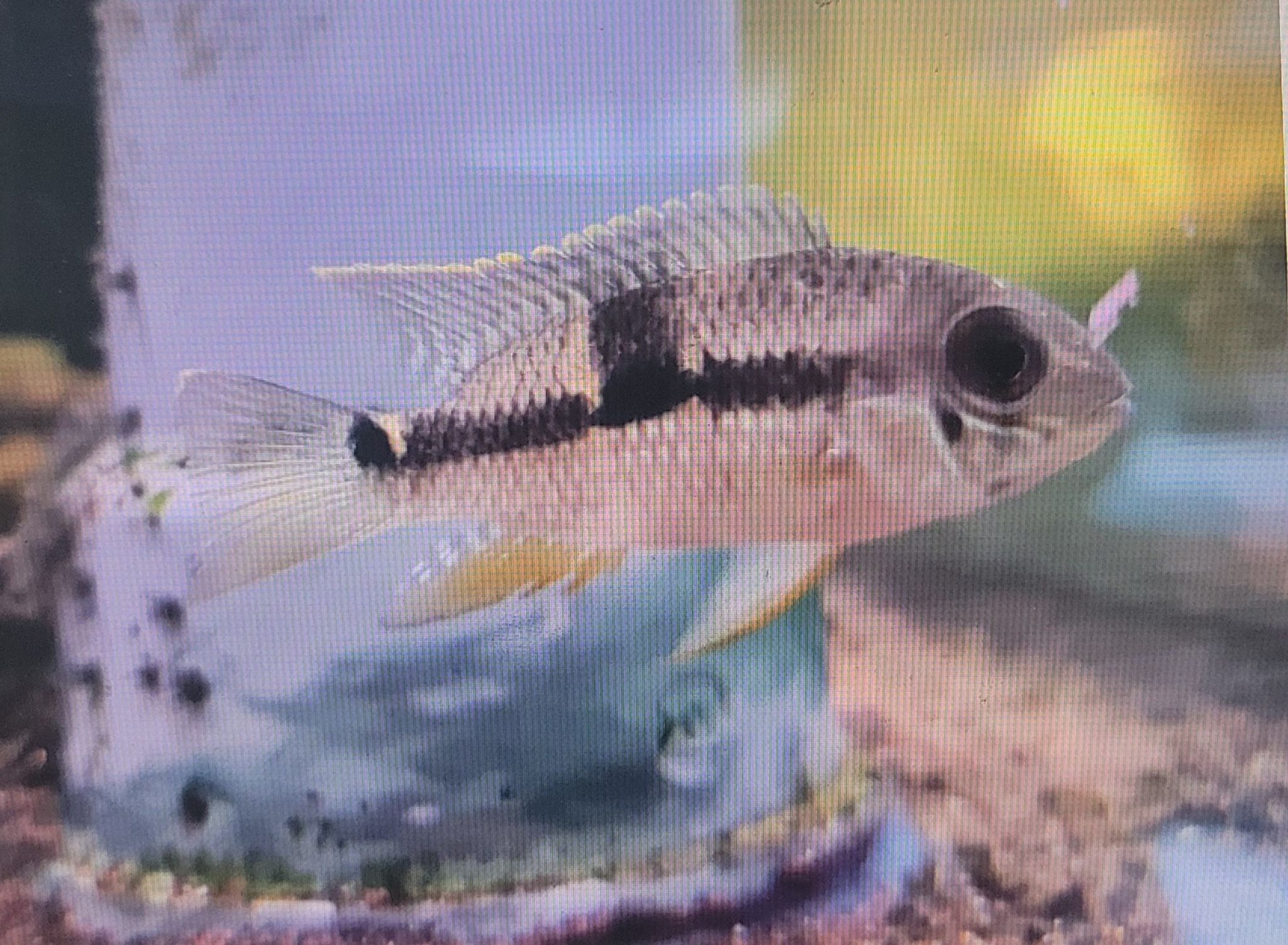 Peru Diadema Cichlid (Aequidens Diadema)