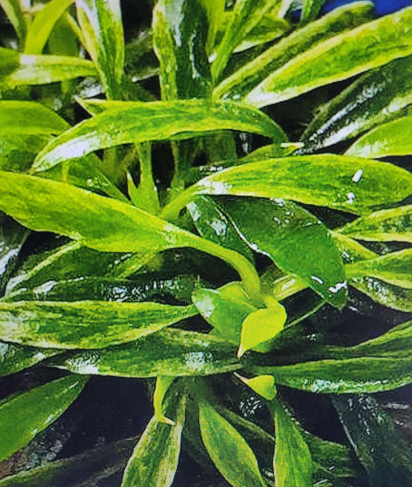 Anubias Barteri var. Glabra Variegated