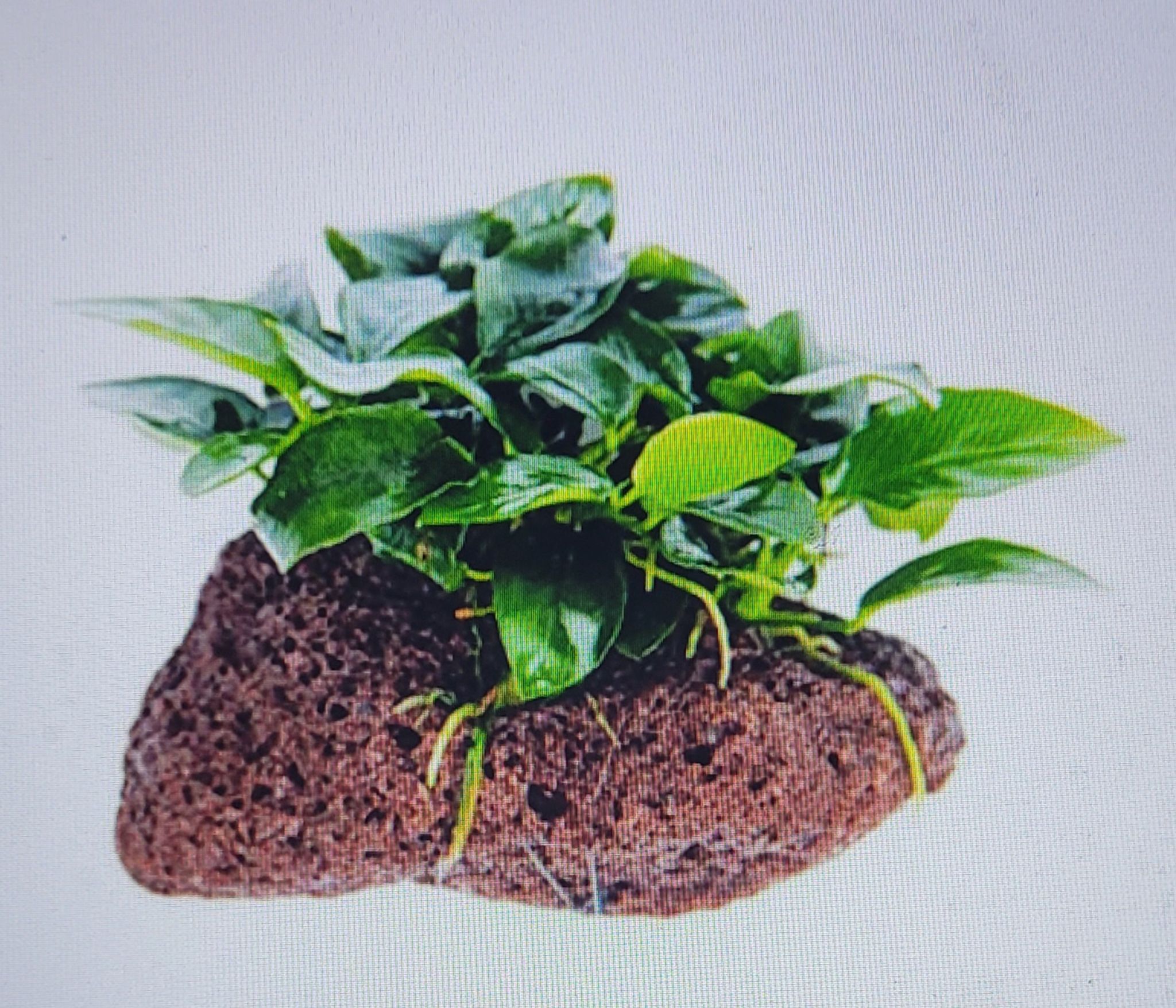 Anubias Barteri var. Mini Nana - Rock