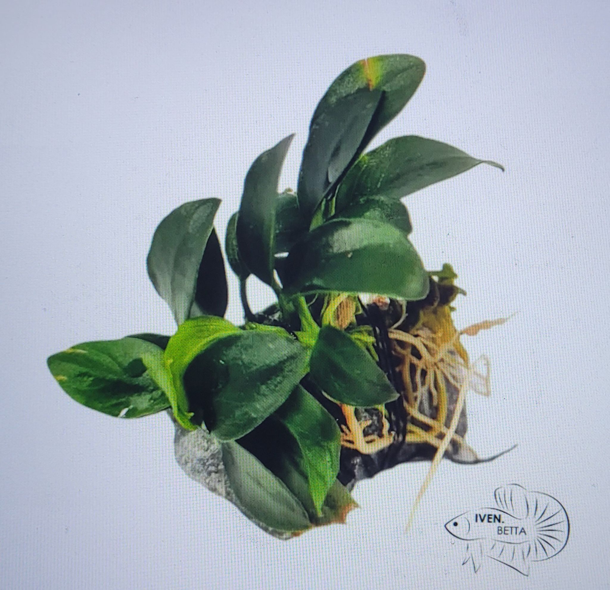 Anubias Barteri var. Petite Nana