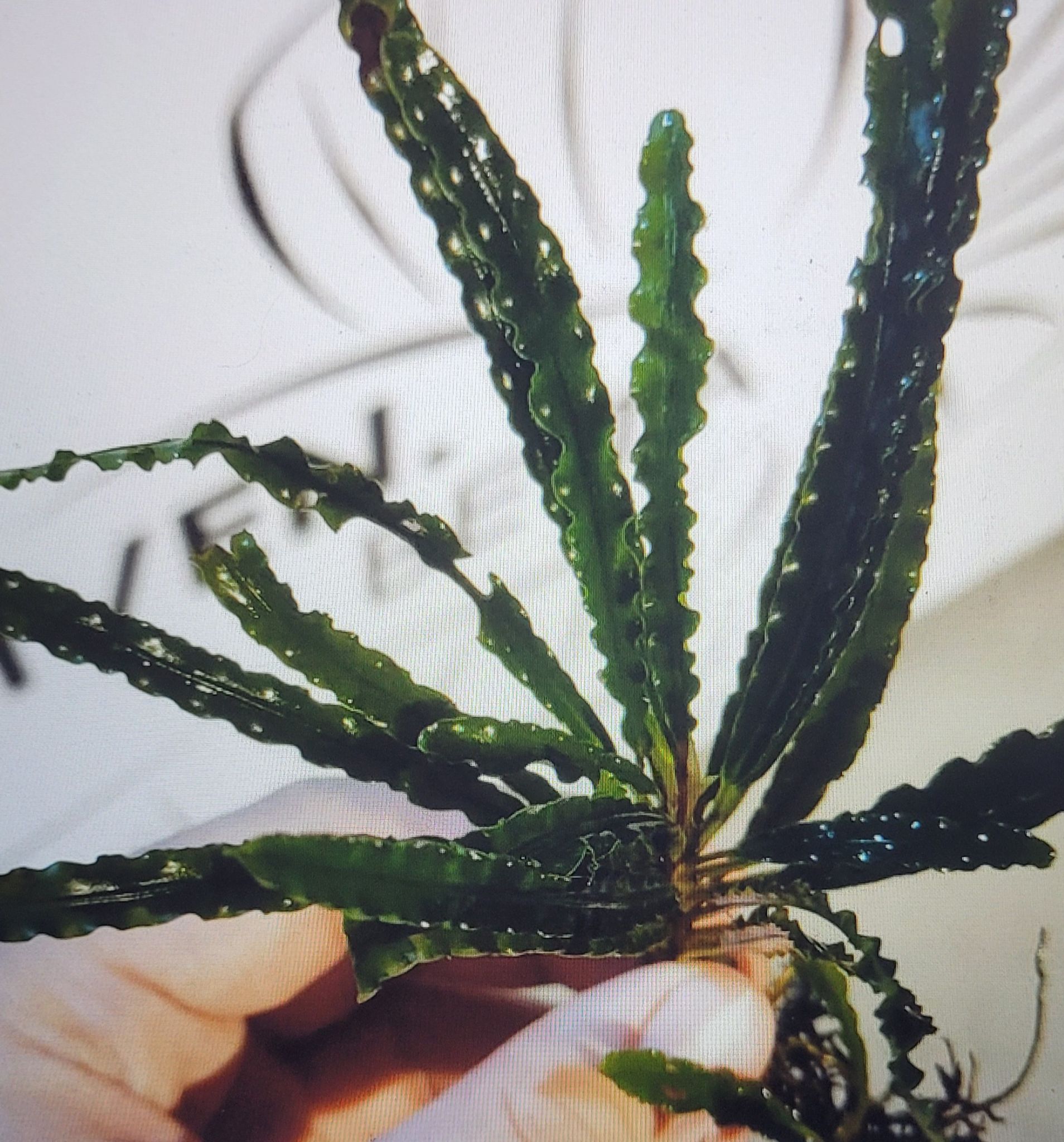Fenestratarum Mulyadii