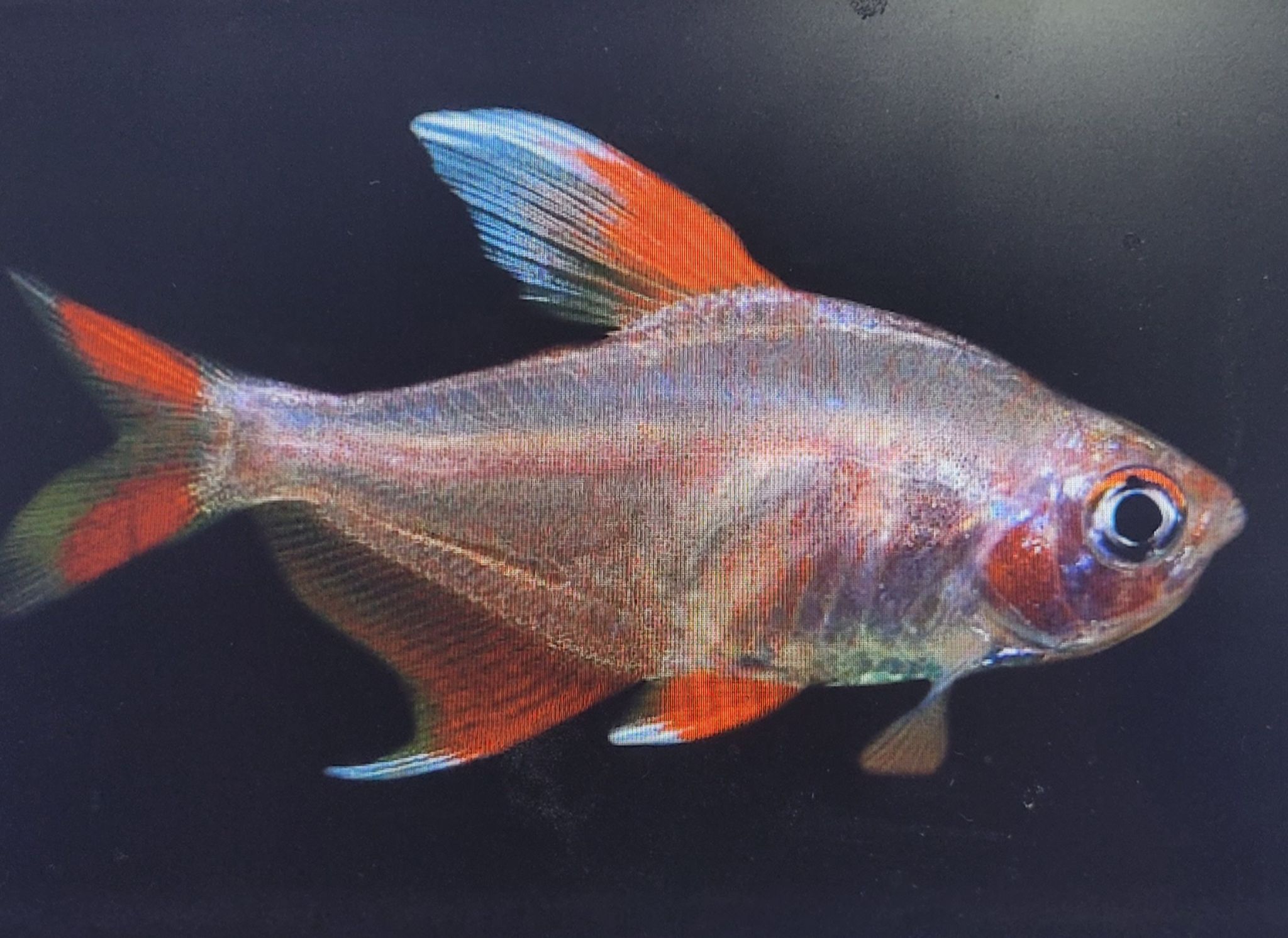 Rosy Tetra (Hyphessobrycon Rosaceus)