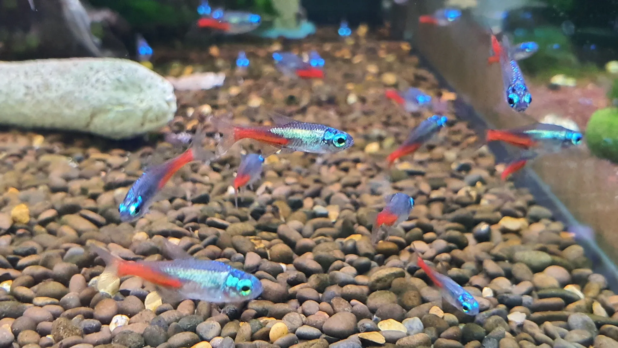 Diamond neon tetra 2cm
