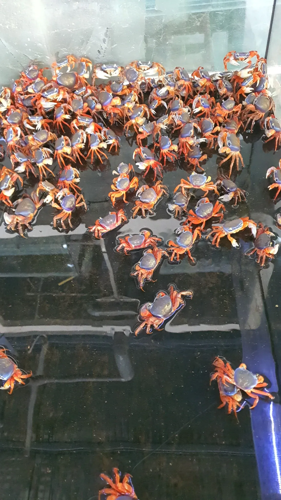 Rainbow crab 6-10cm