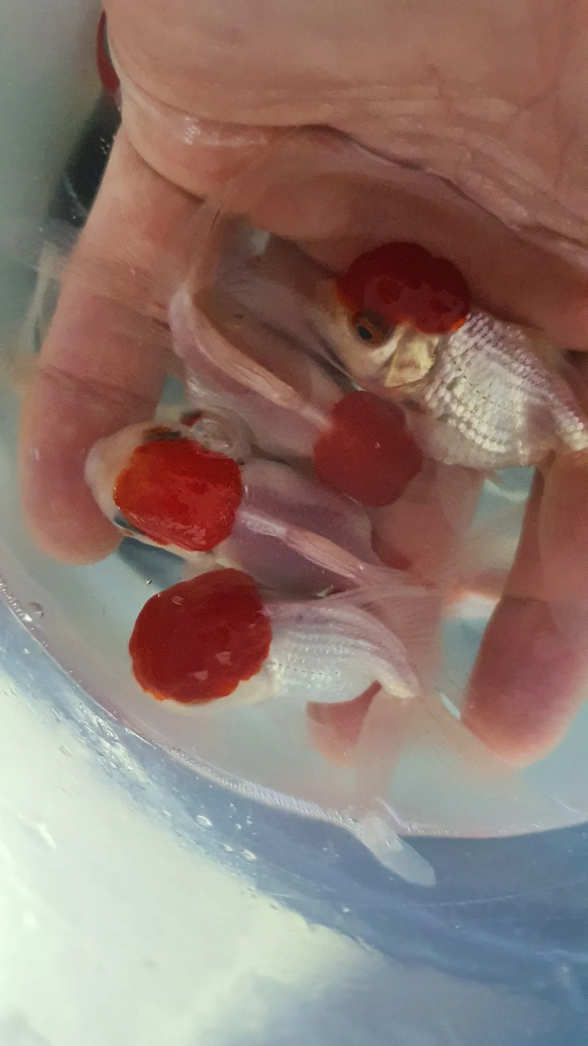 Red cap Oranda 5-6cm x 5pc