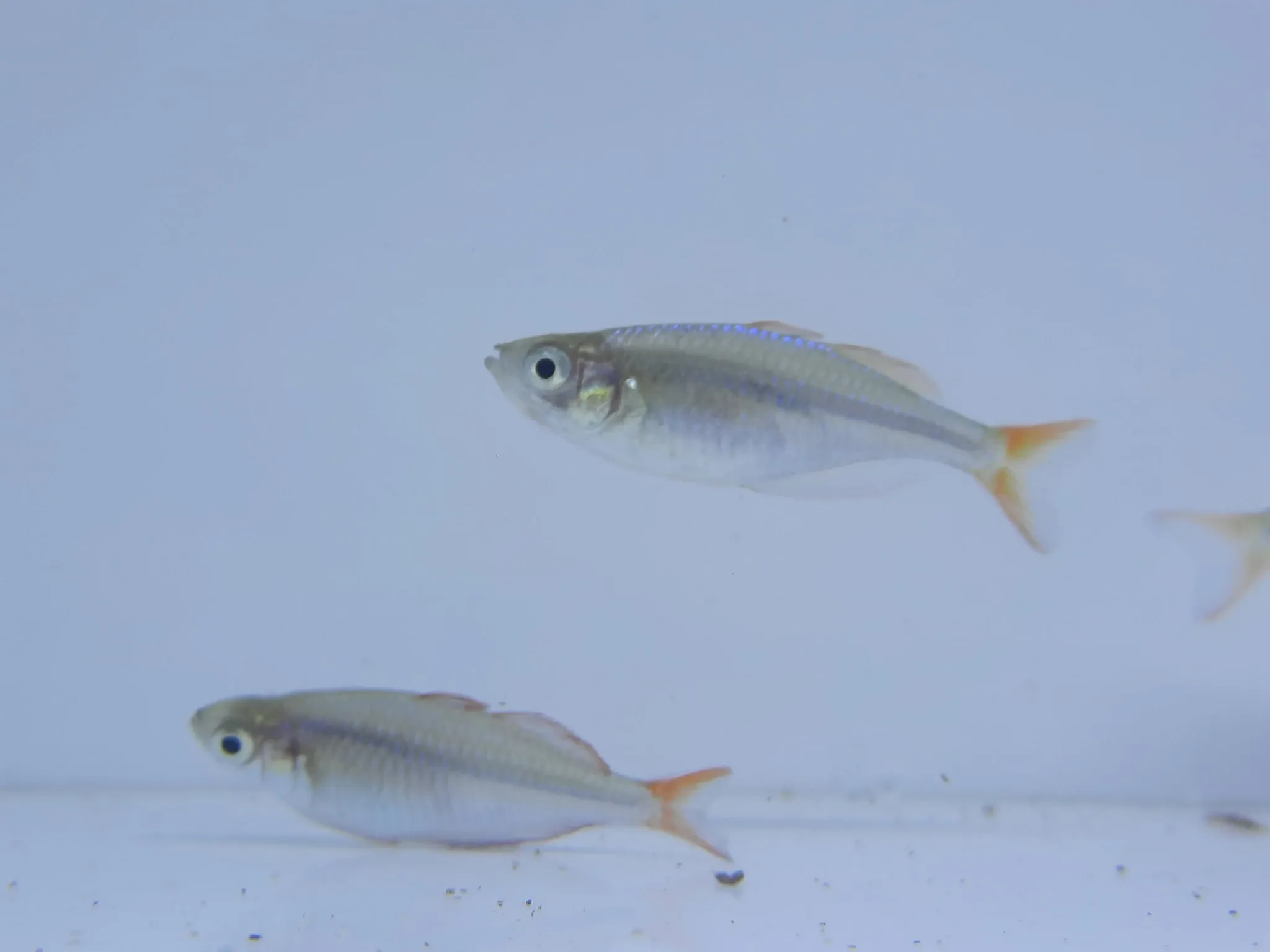 Neon dwarf rainbowfish 3cm x 5pc