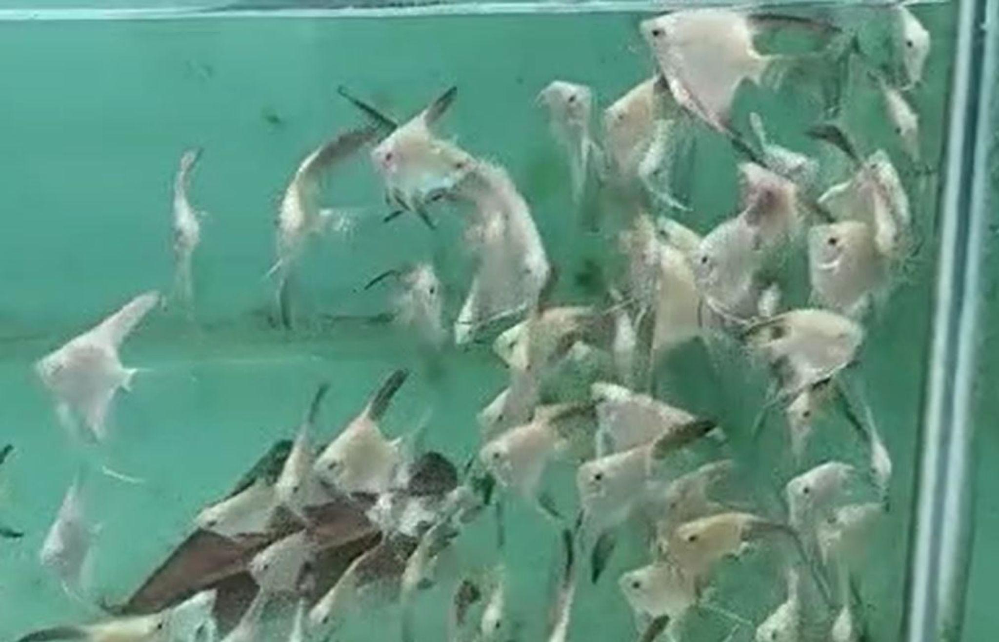Bulgarian Seal Point Angelfish