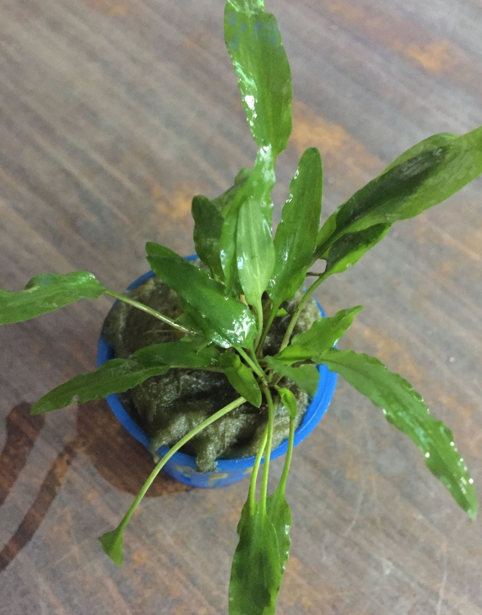 Cryptocoryne wendtii green