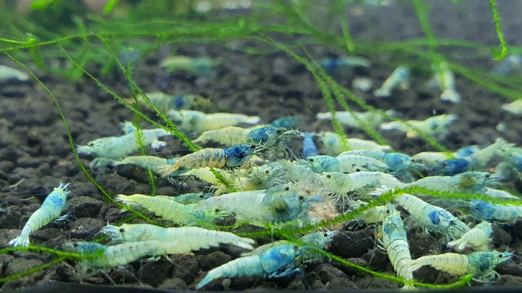 Blue bolt shrimp 1cm