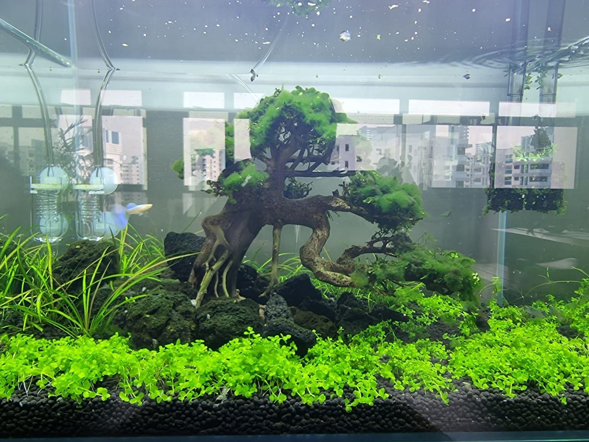 Moss Tree For Aquascape