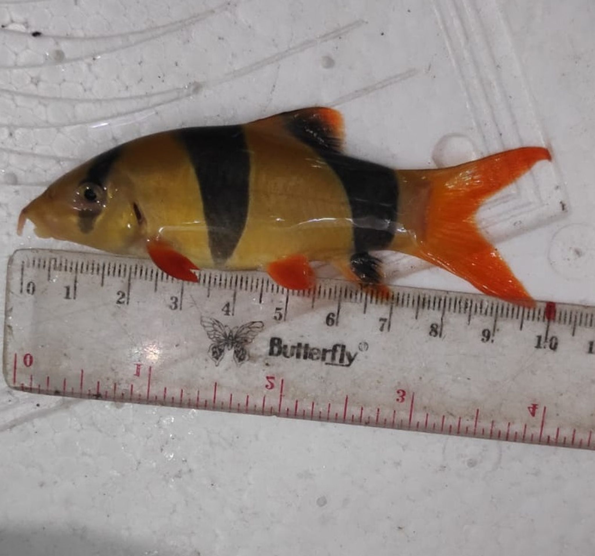 Clown Loach