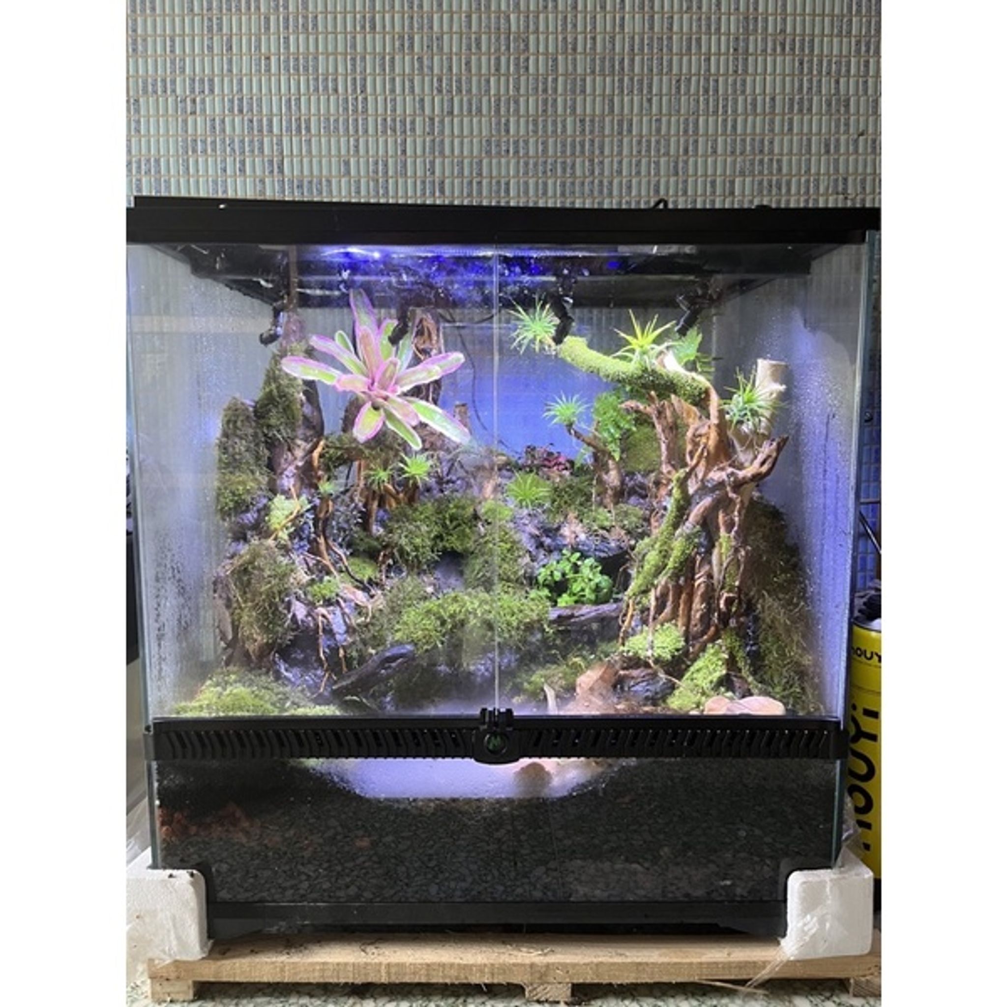 Assorted Live moss for terrarium palladium DIY bottle microscape
