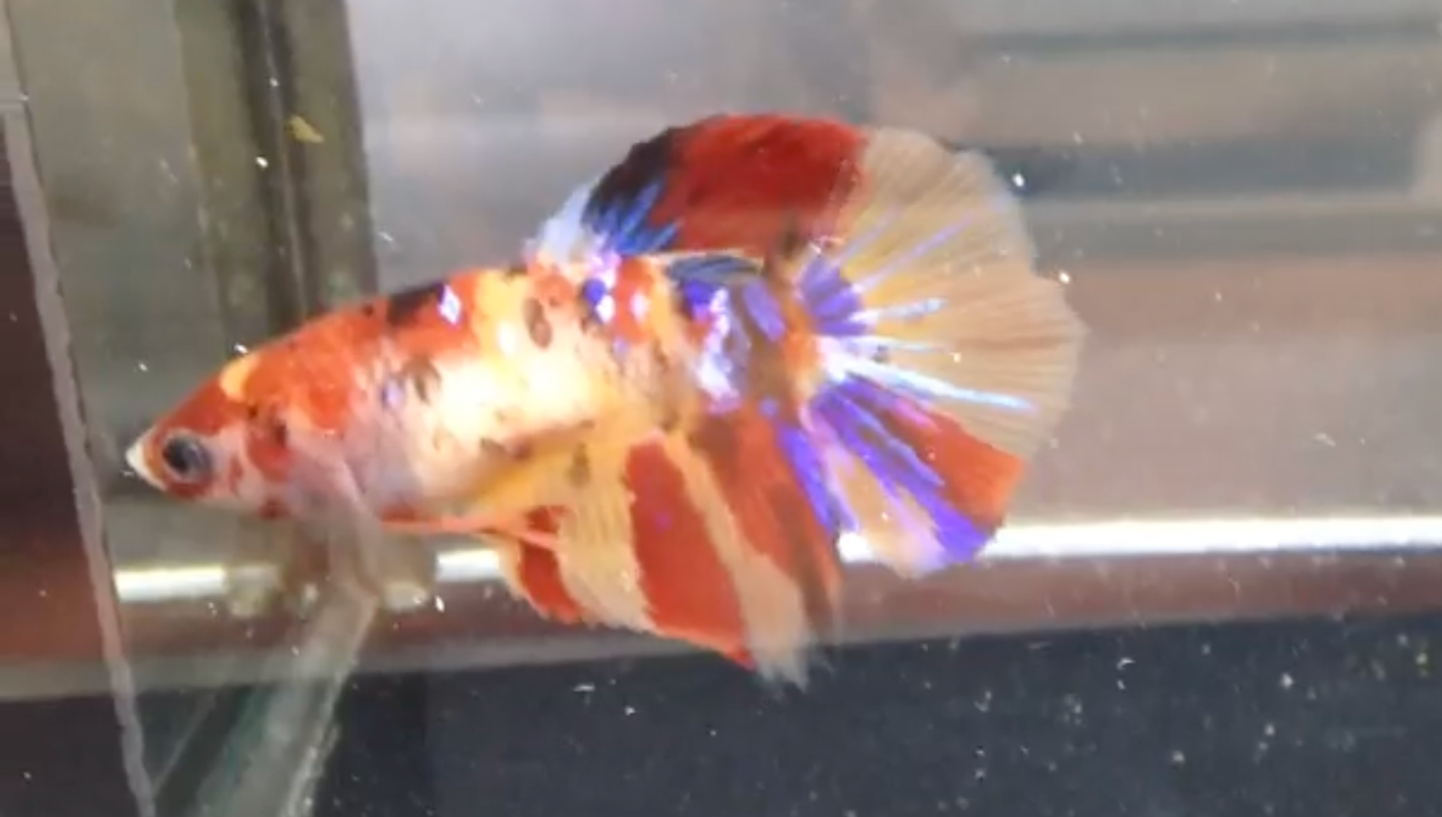 Halfmoon Nemo Multicolour