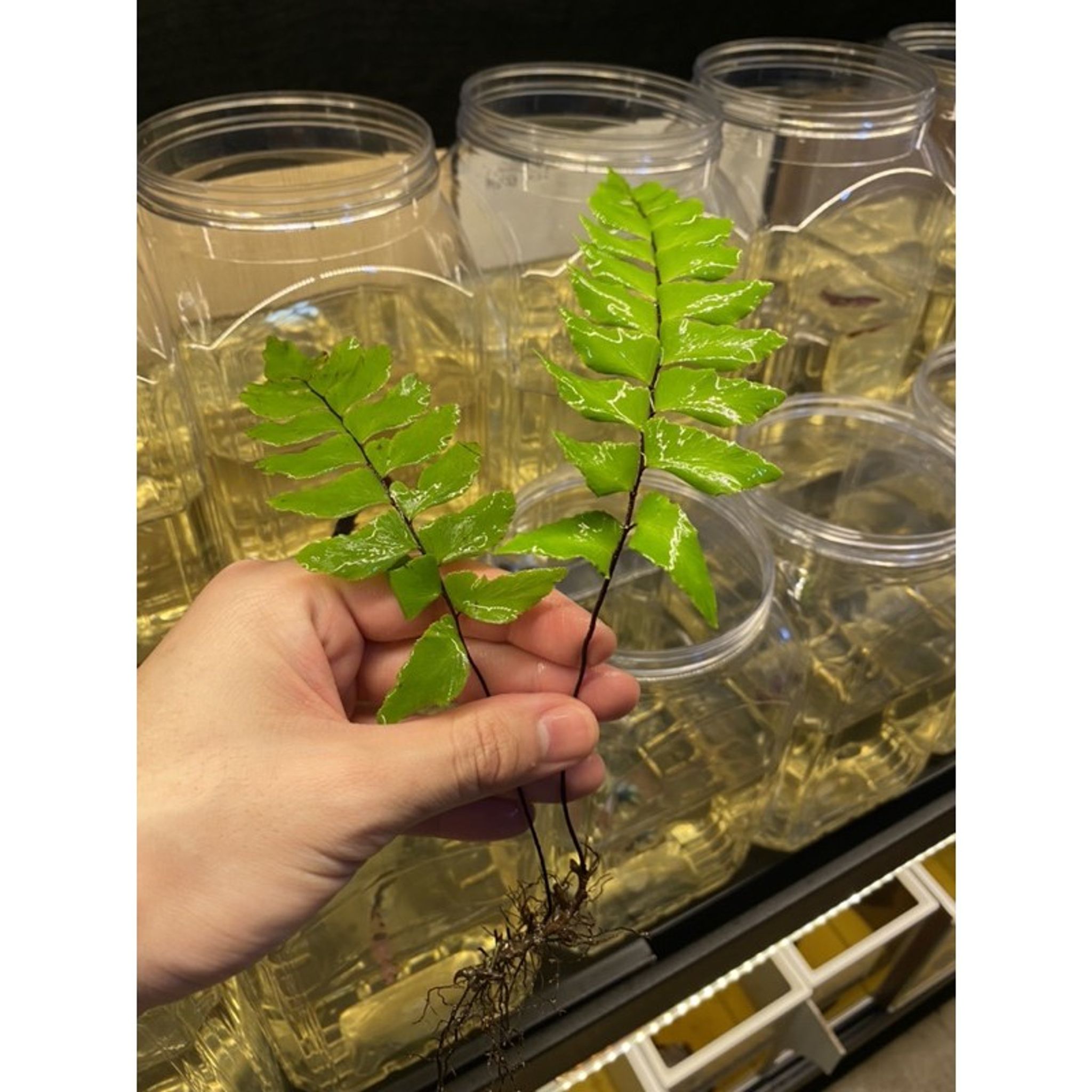 Adiantum Fern