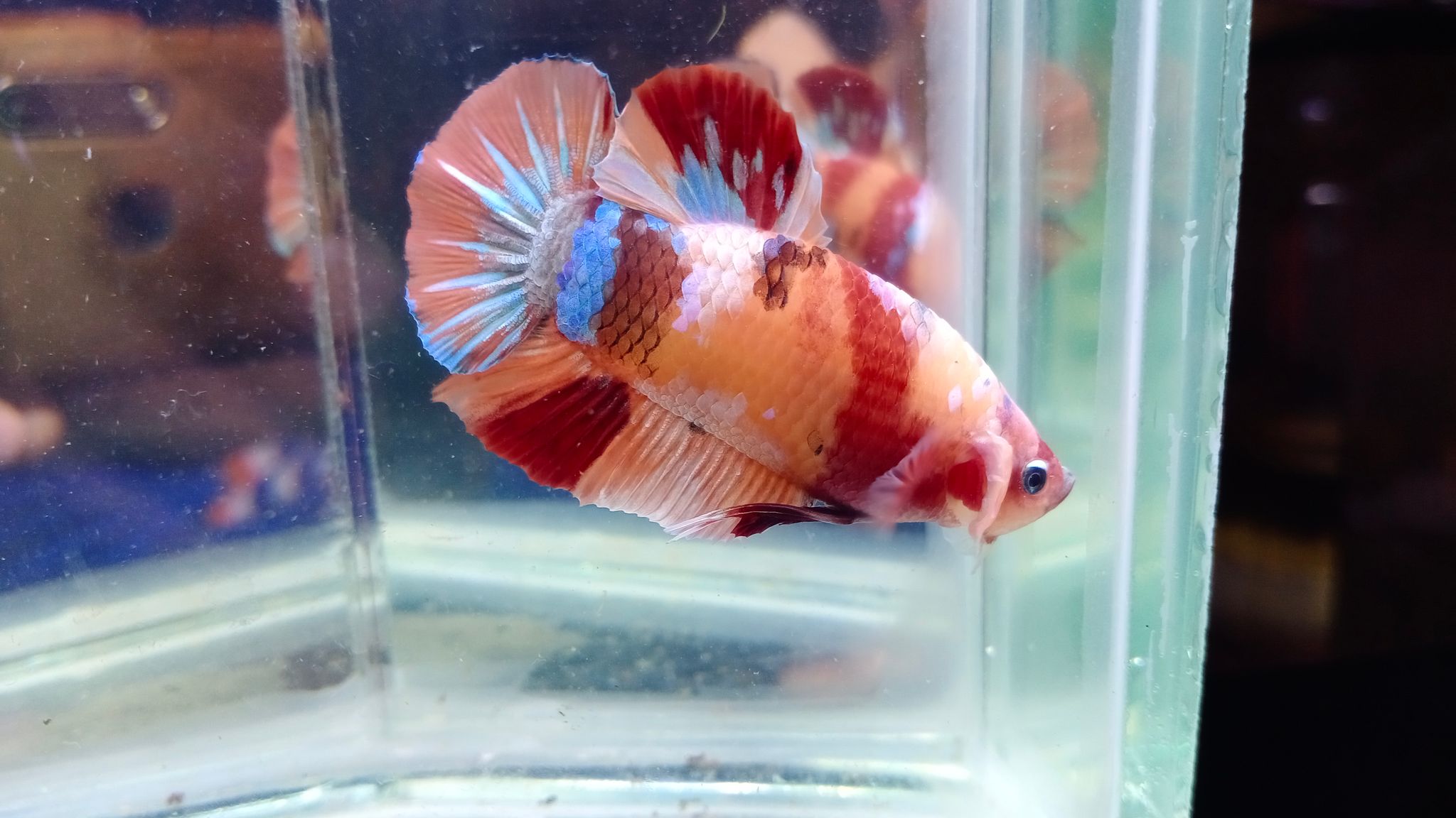 A4. Betta Fish Baby Giant Nemo Cooper