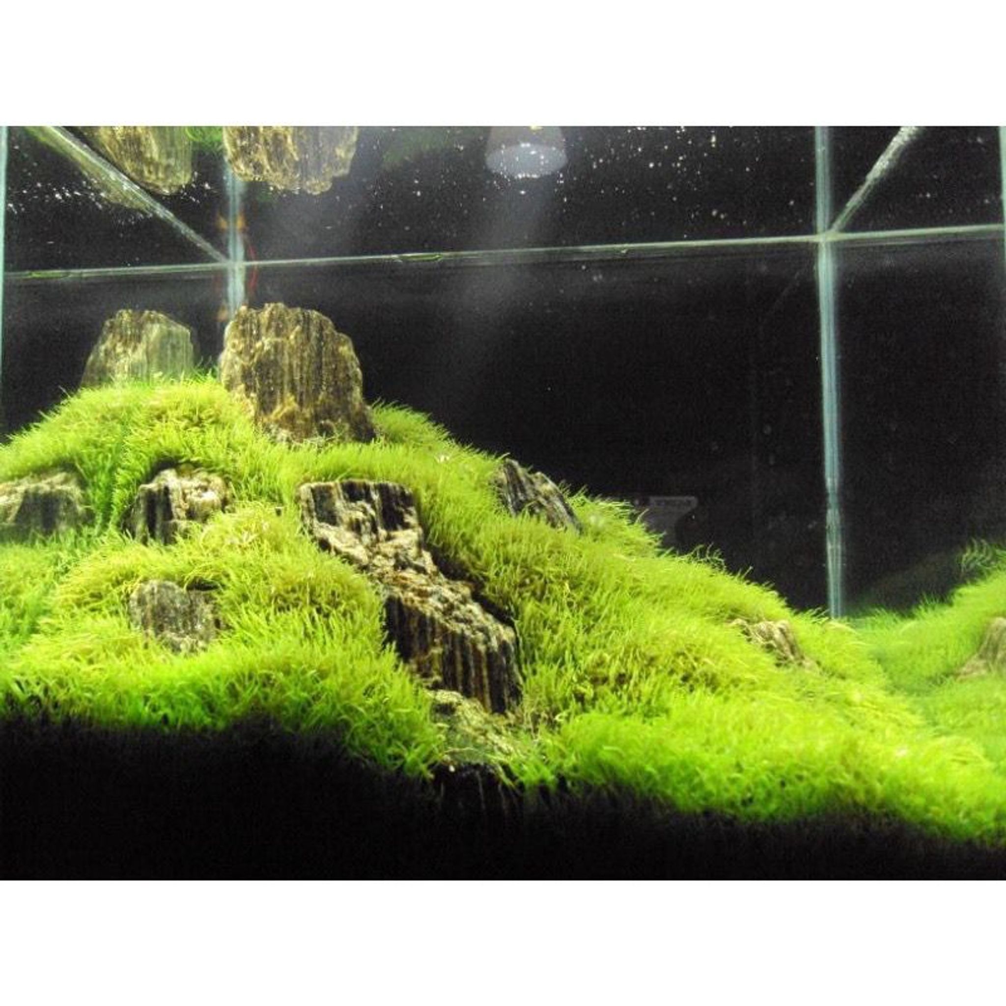 Aquatic Farmer - Utricularia Graminifolia TC (Tissue Culture Plants) Carpet plant