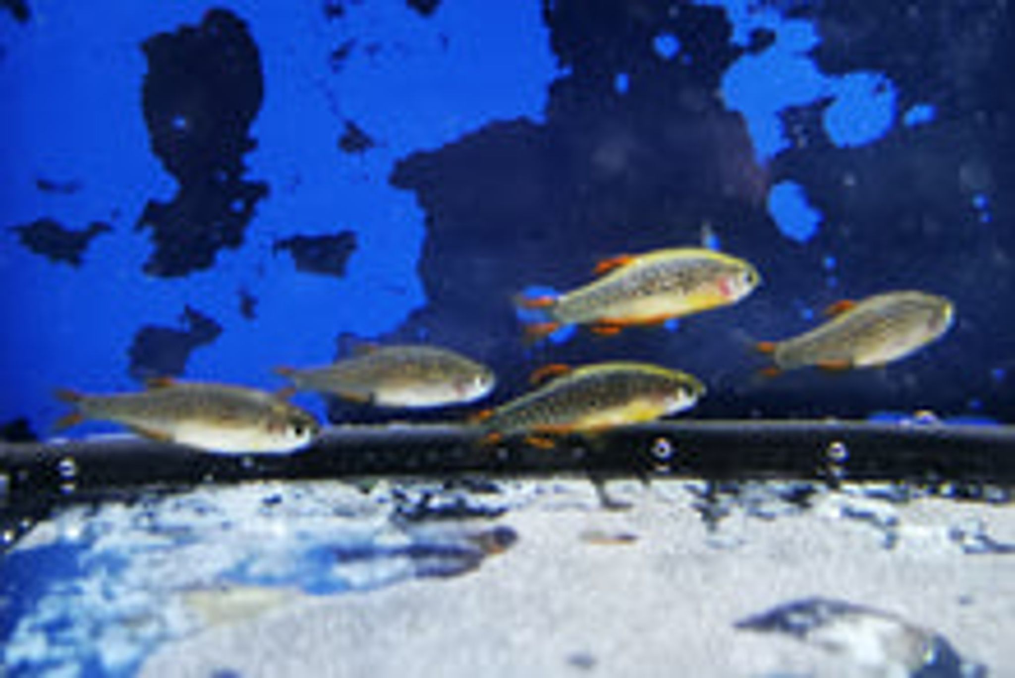 Microrasbora galaxy 2cm