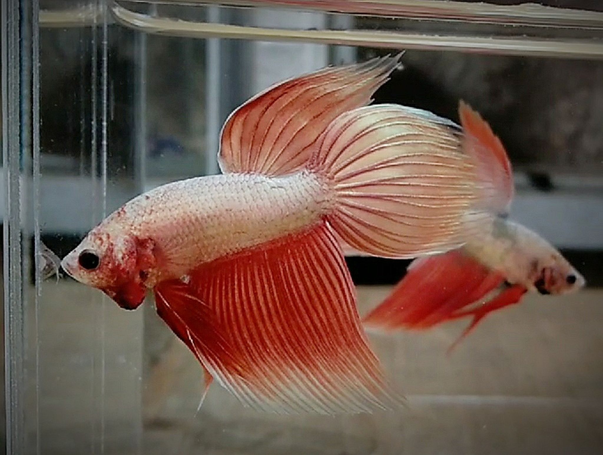 Veiltail gold series