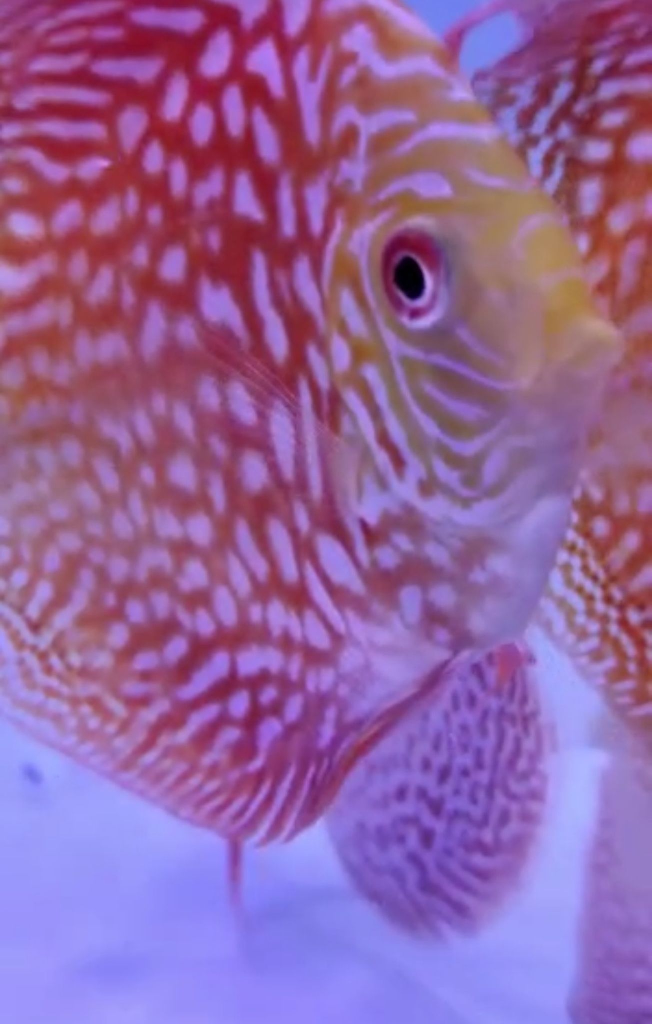 Highbody Leopard Skin Discus
