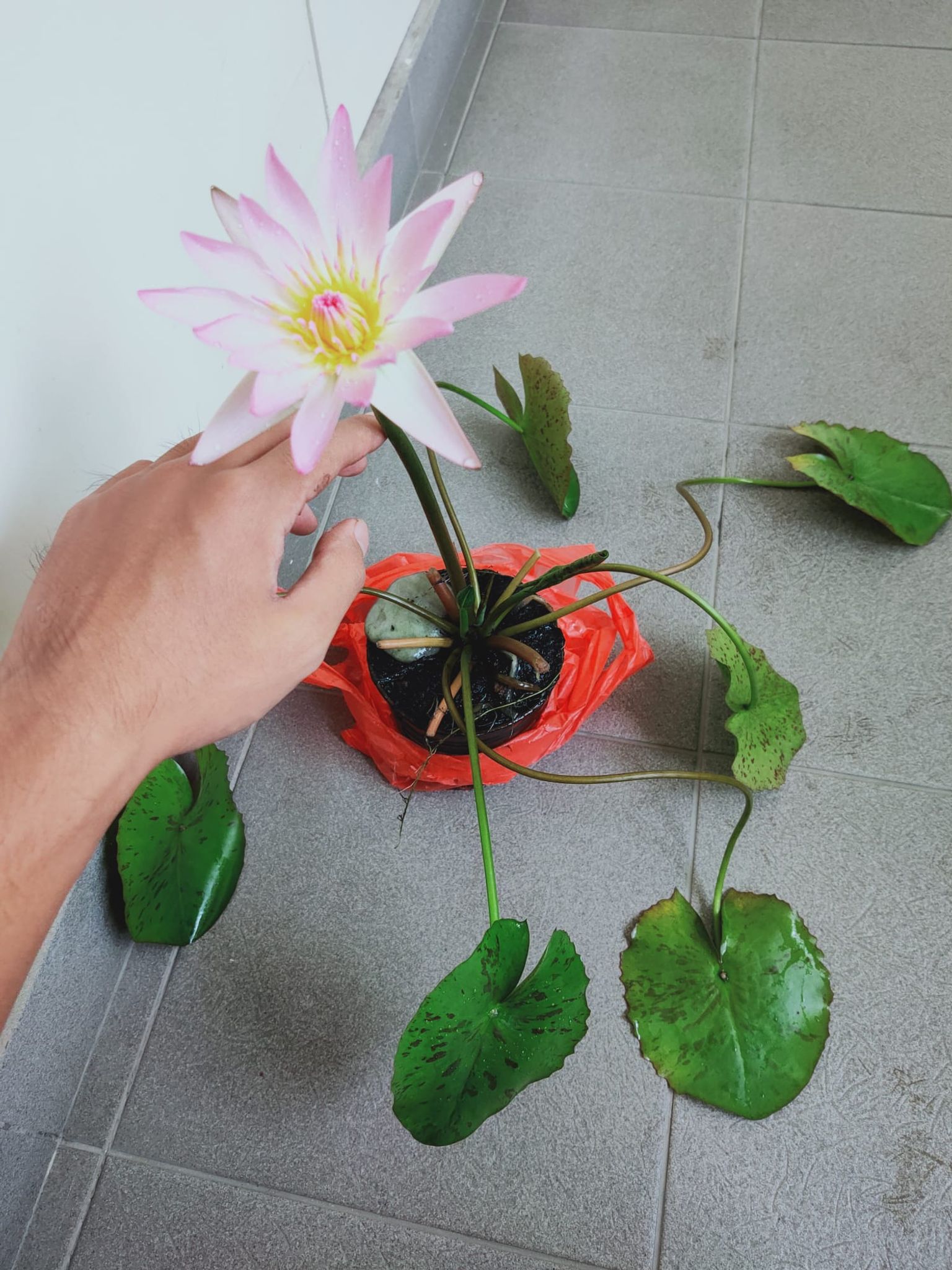 Water Lily