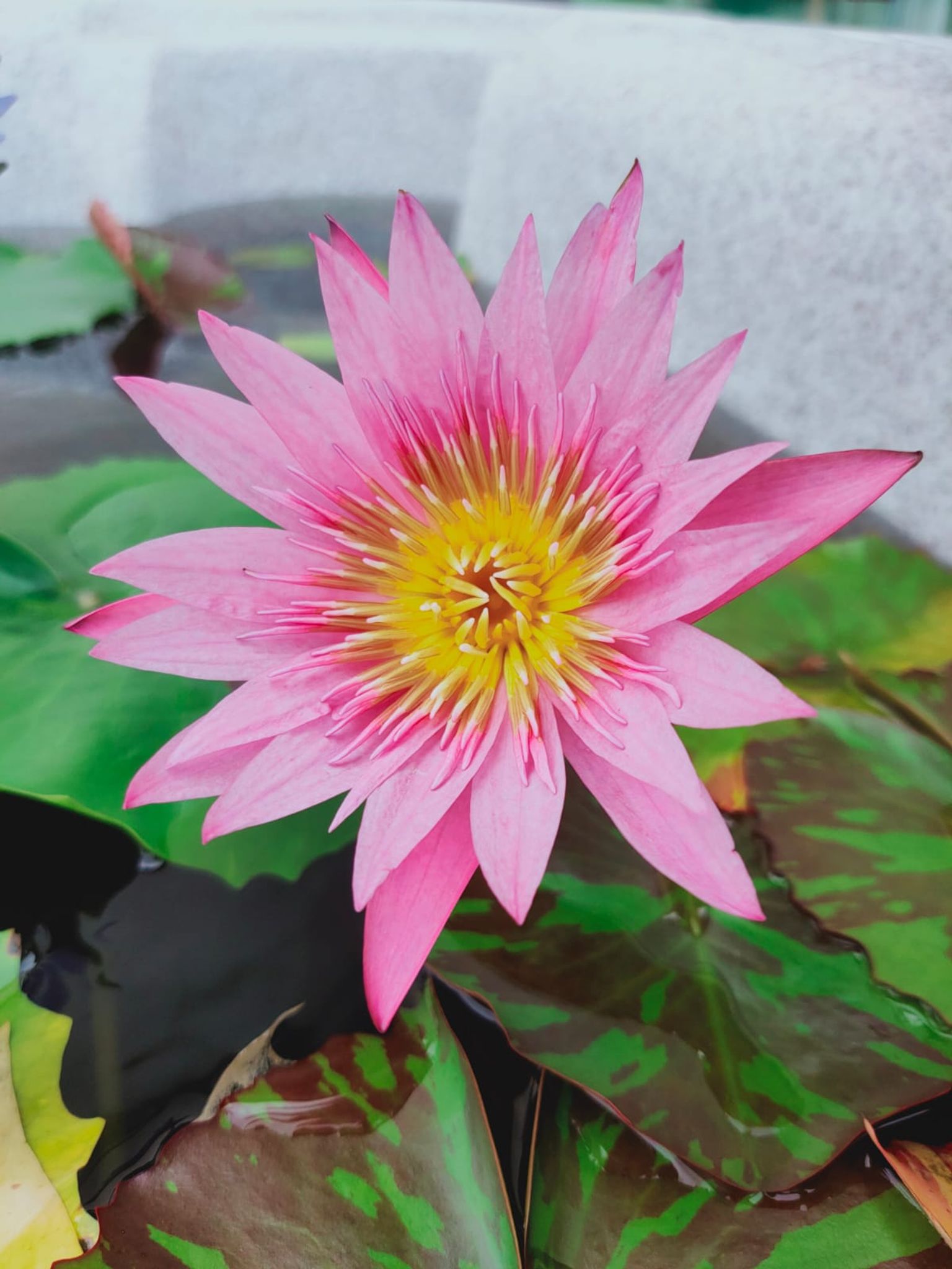 Water Lily