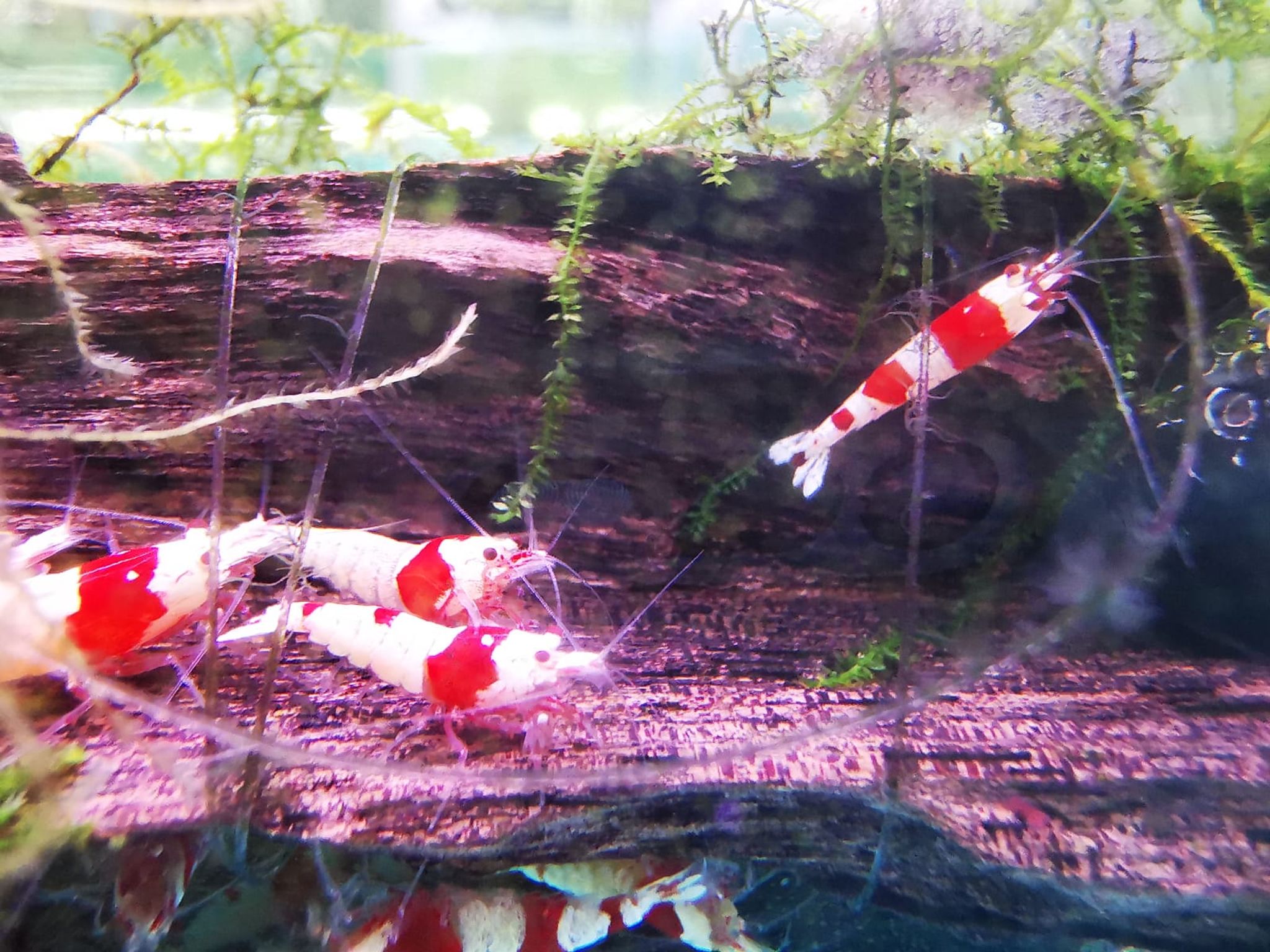 Red Crystal Shrimp ( OO-2290 )