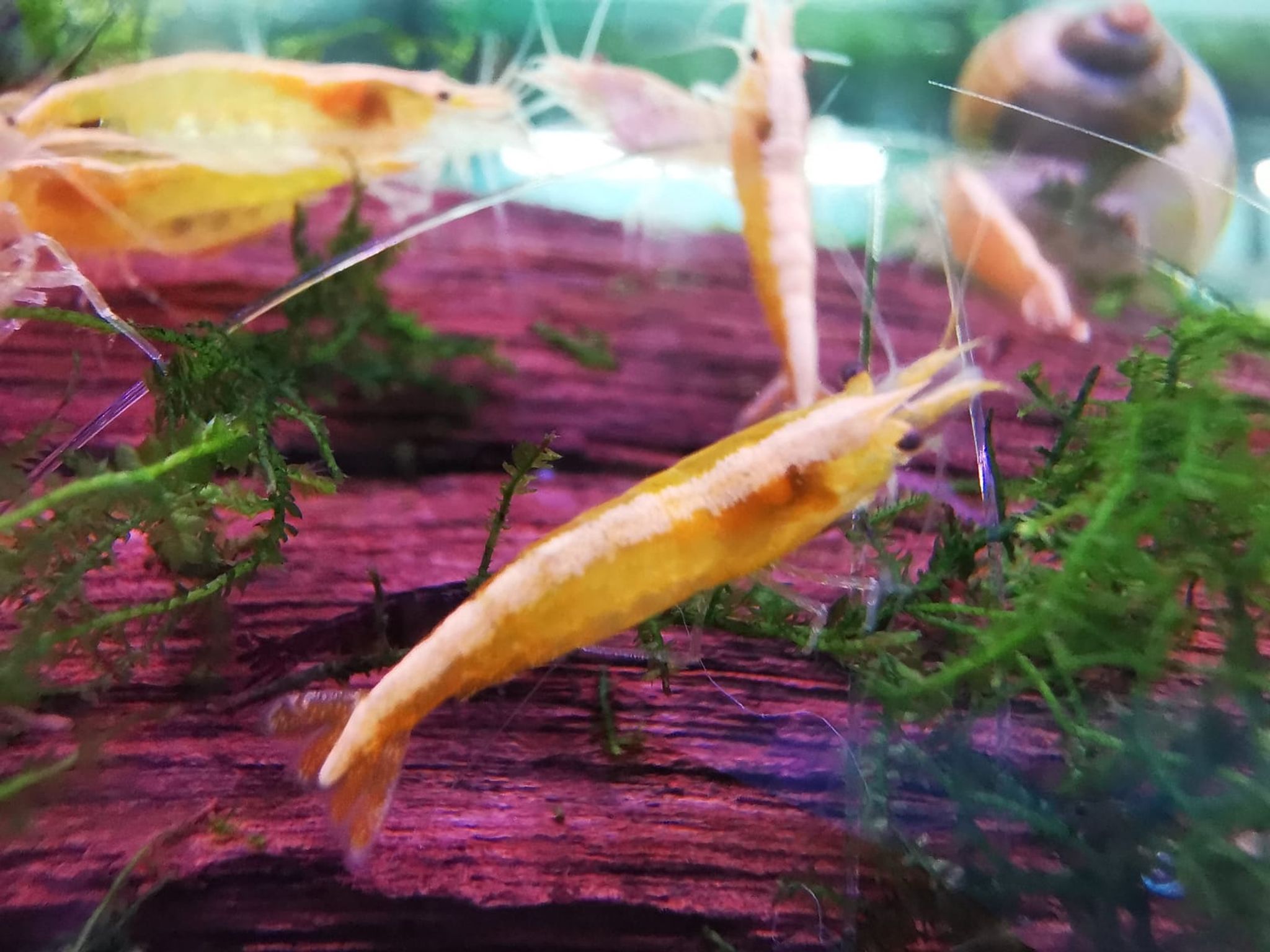 Yellow Fire Shrimp ( Golden Top ) ( OO-4801 )