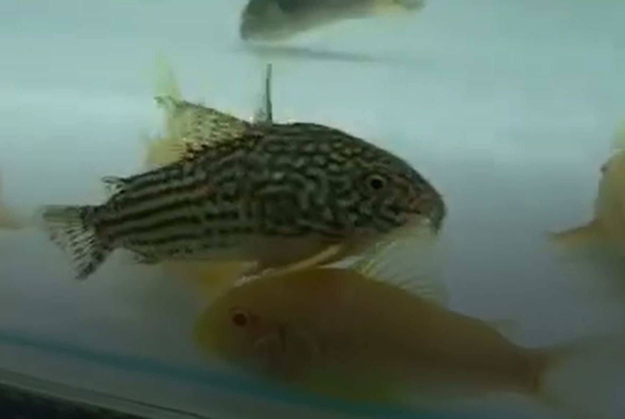 Jumbo Sterbai Corydoras