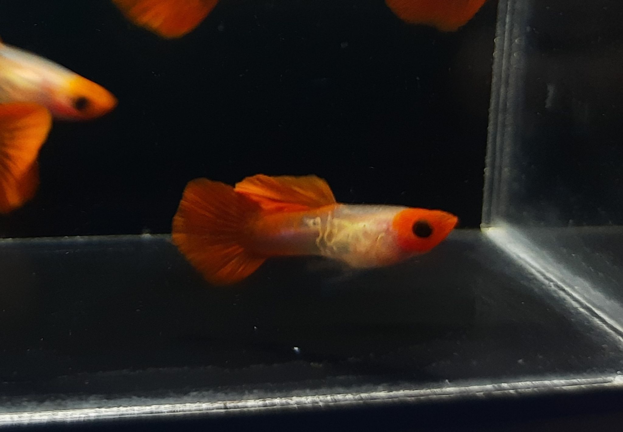 Guppy Snakeskin Koi Glassbelly