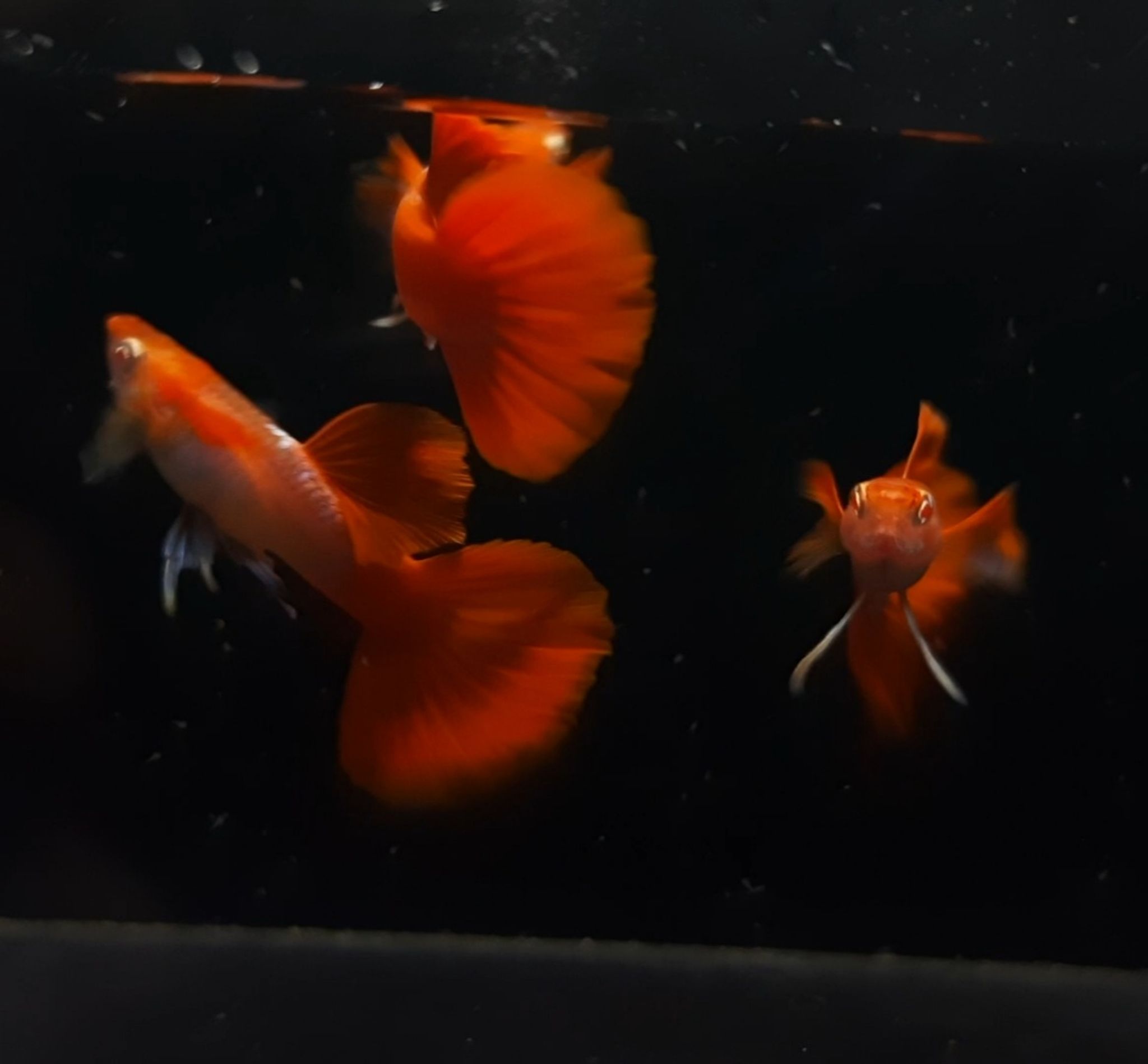 Guppy Albino Tuxedo Red White Ear