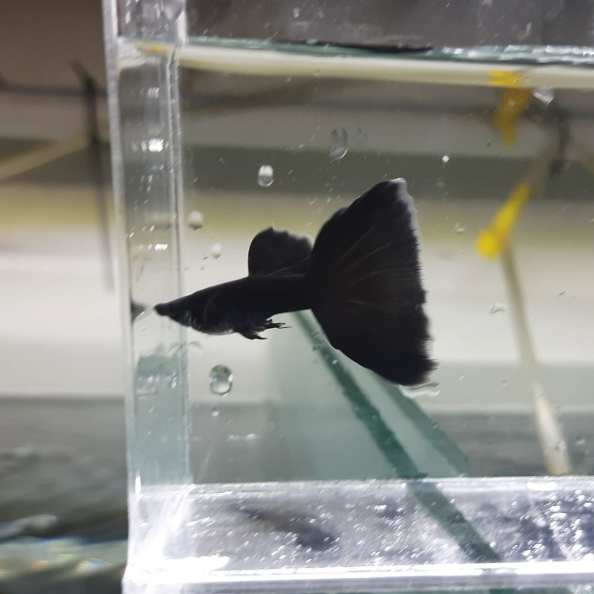 Guppy Black Moscow