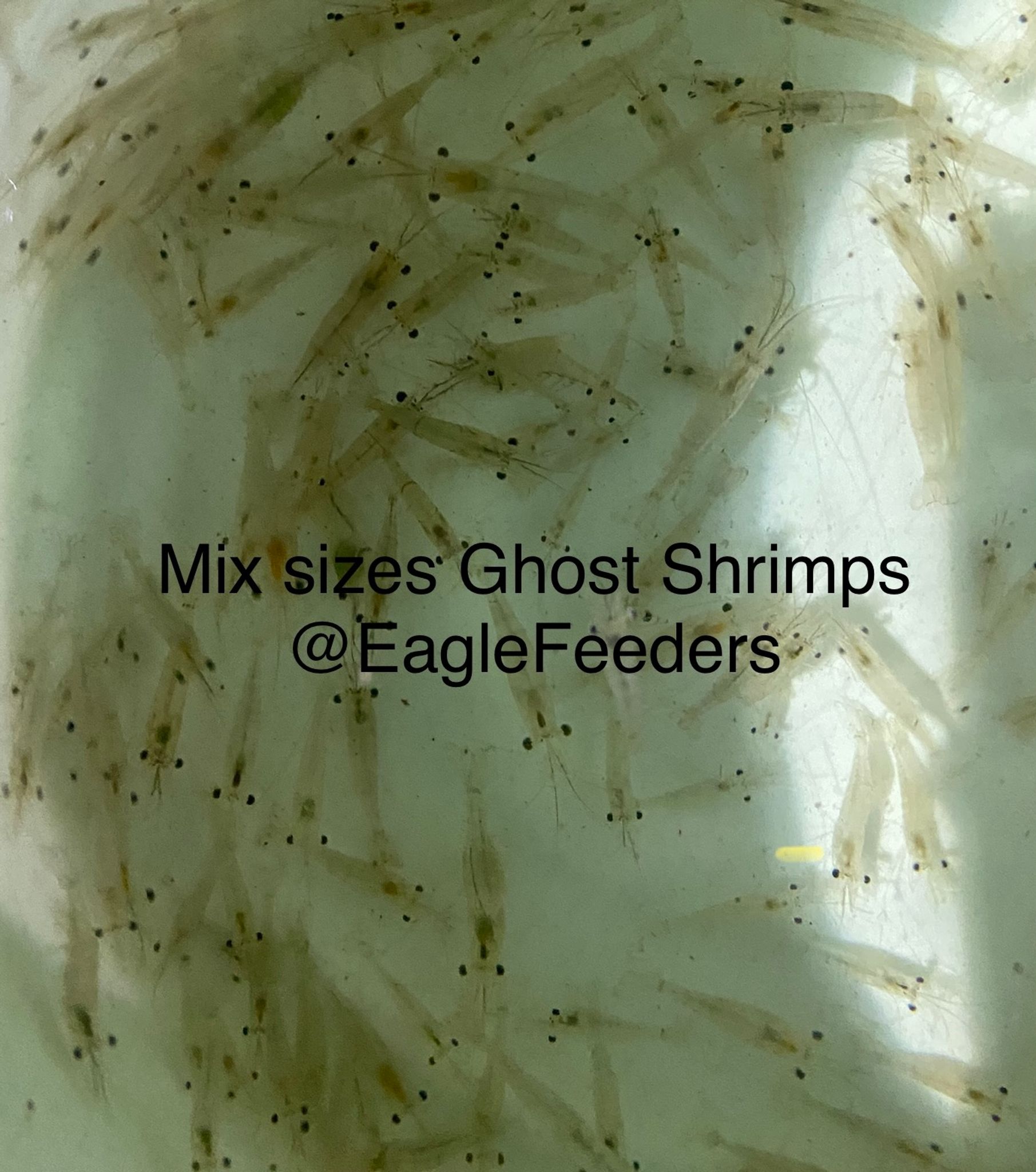 Live feed Shrimps ghost shrimps Live Feeders