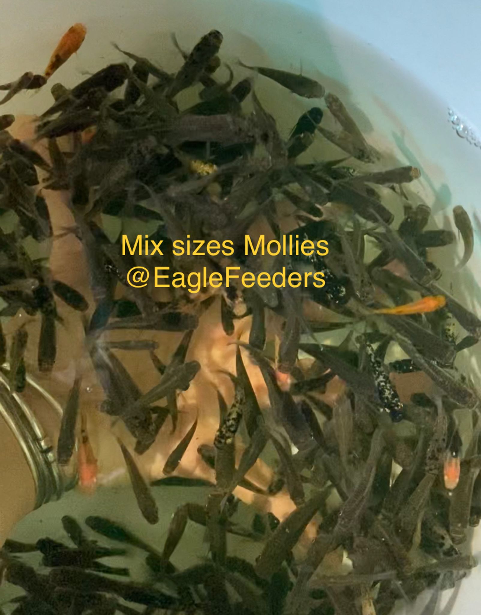 Molly Mollies Bigger sizes Live Feeders